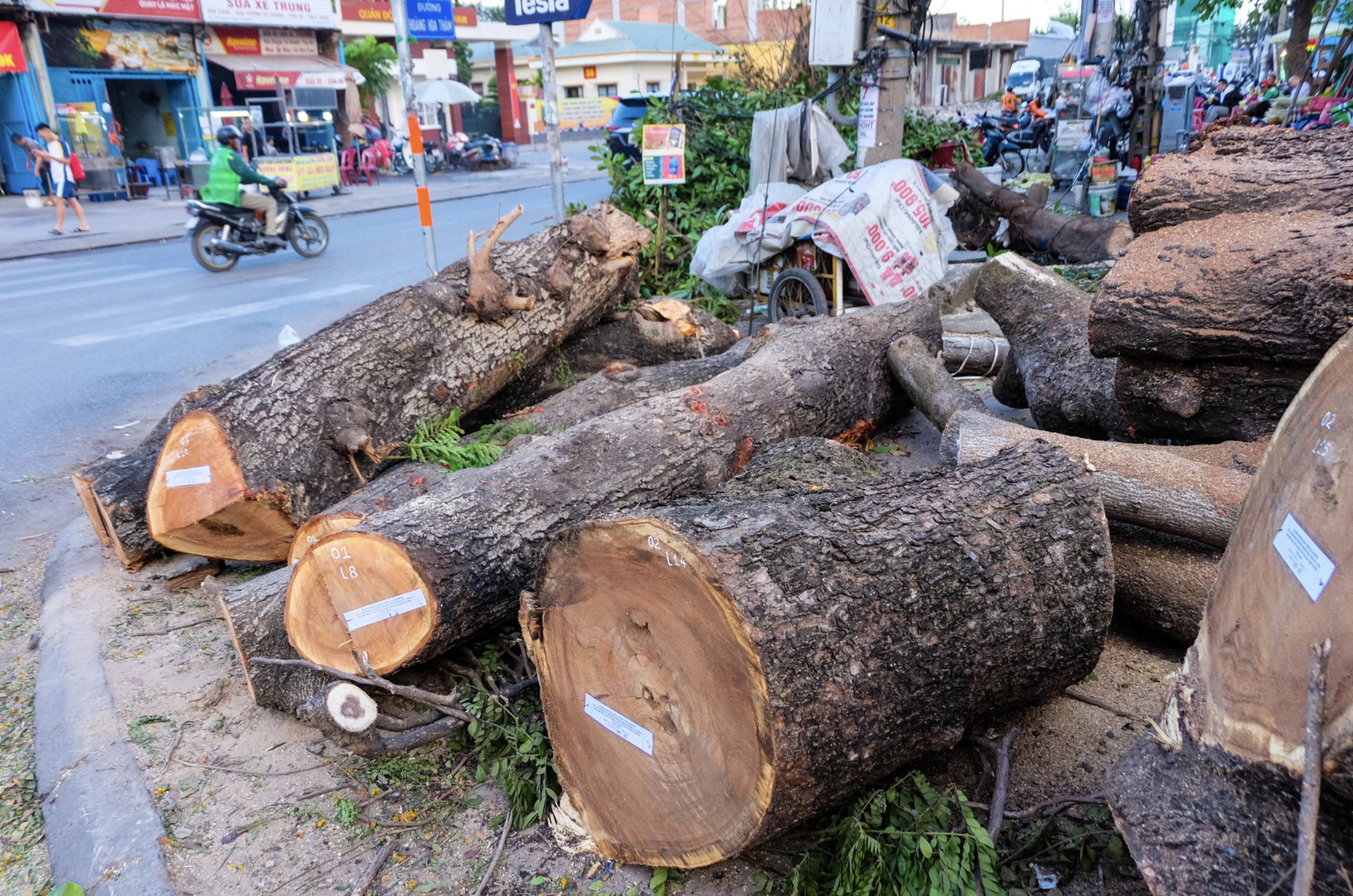 Logs piled up on a pavement along Hoang Hoa Tham Street after the felling. Photo: Phuong Nhi / Tuoi Tre