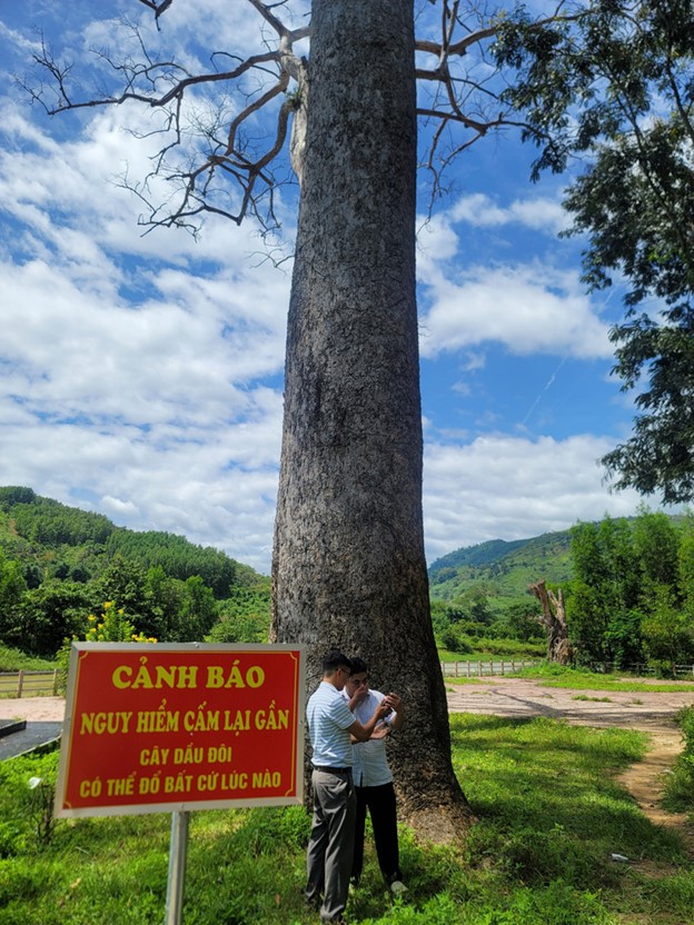 The local authorities erect a warning sign near the tree to ensure the safety of local residents. Photo: Tran Huong / Tuoi Tre