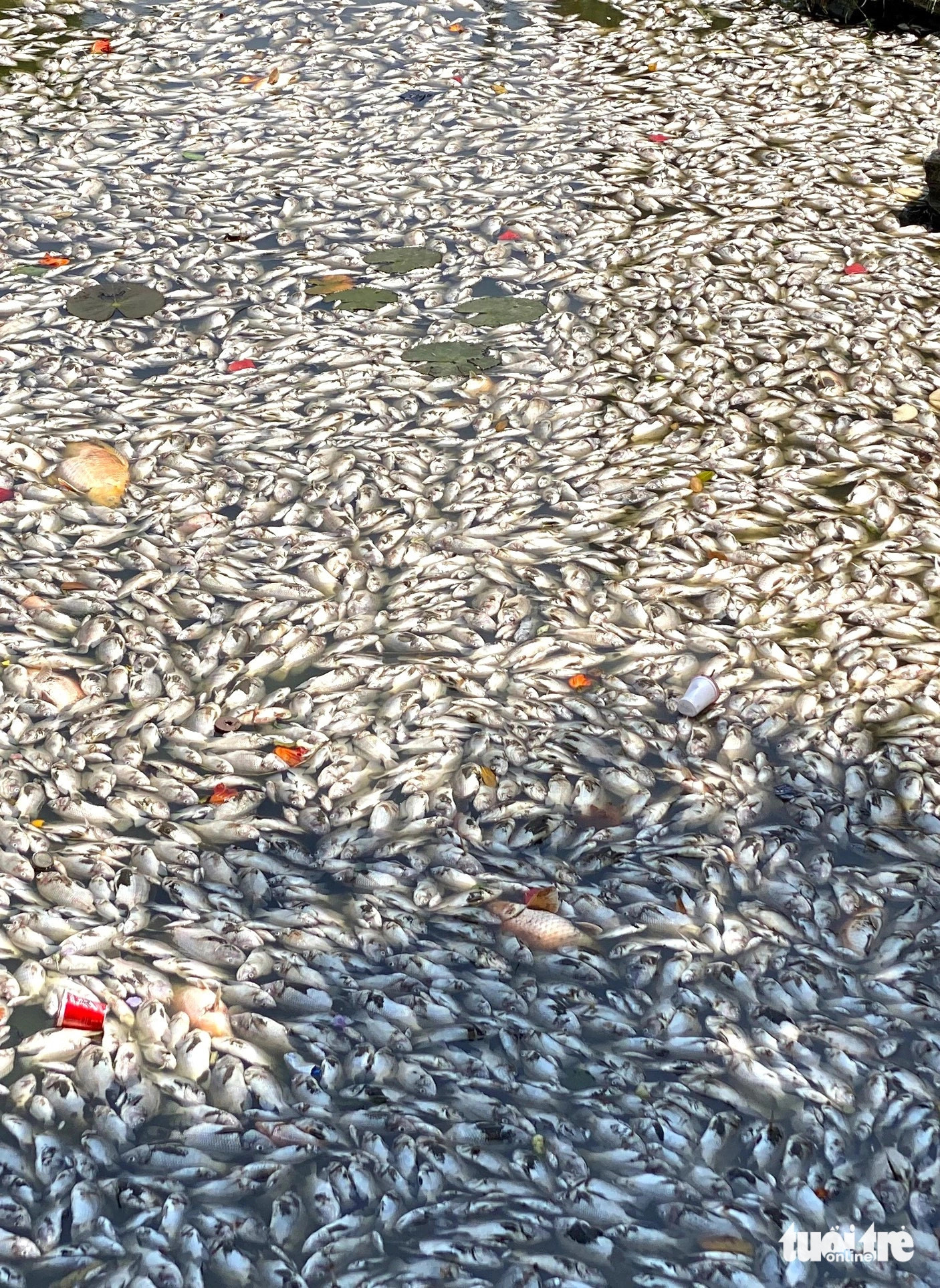 Countless dead fish have been found floating in a balancing lake in Quy Nhon City, Binh Dinh Province, south-central Vietnam. Photo: Lam Thien / Tuoi Tre