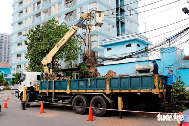 Ho Chi Minh City seeks to replant more trees than those leveled for infrastructure projects