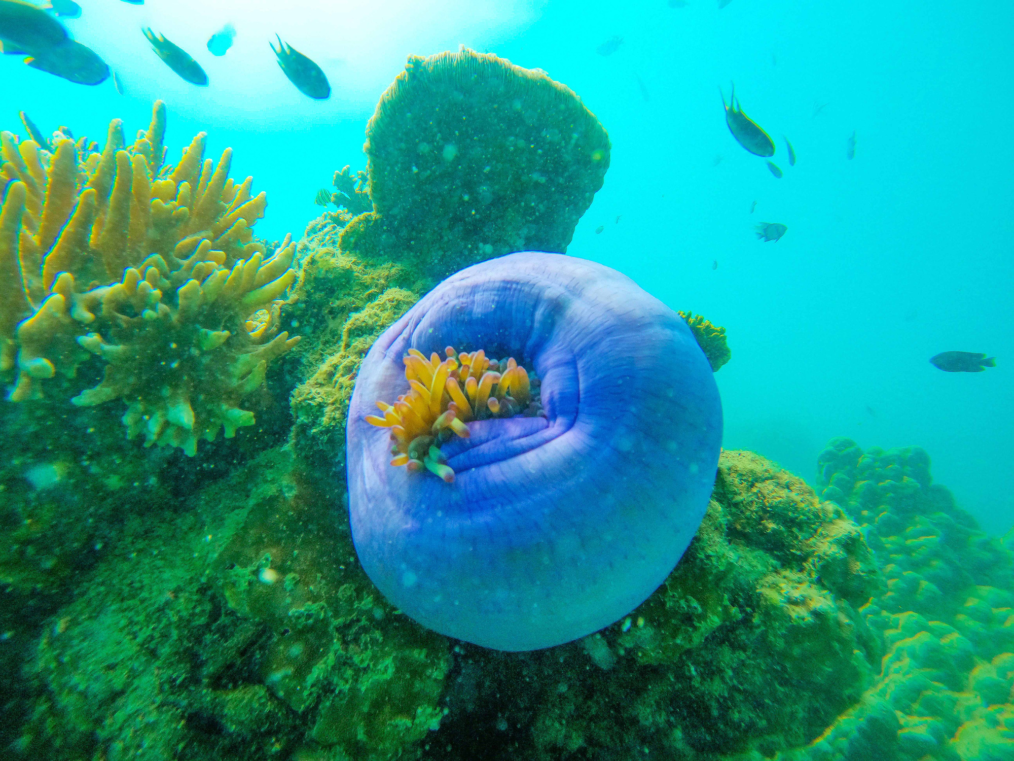 A sea anemone lives on a coral reef in the waters of May Rut Trong islet, Phu Quoc City, Kien Giang Province, southern Vietnam. Photo: Hoang Giam / Tuoi Tre