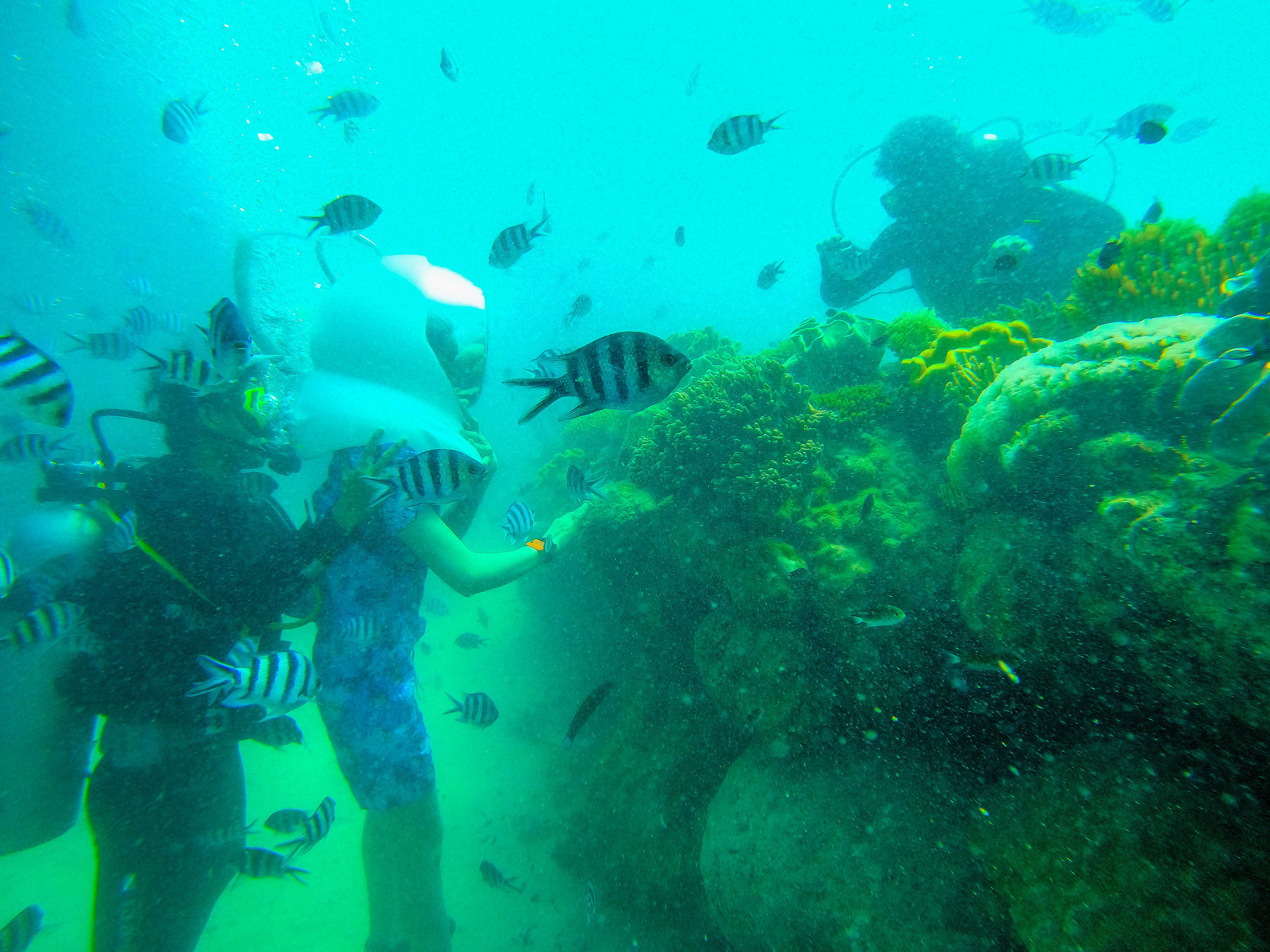 Take a walk into the wonderful underwater world near Vietnam’s Phu Quoc Island