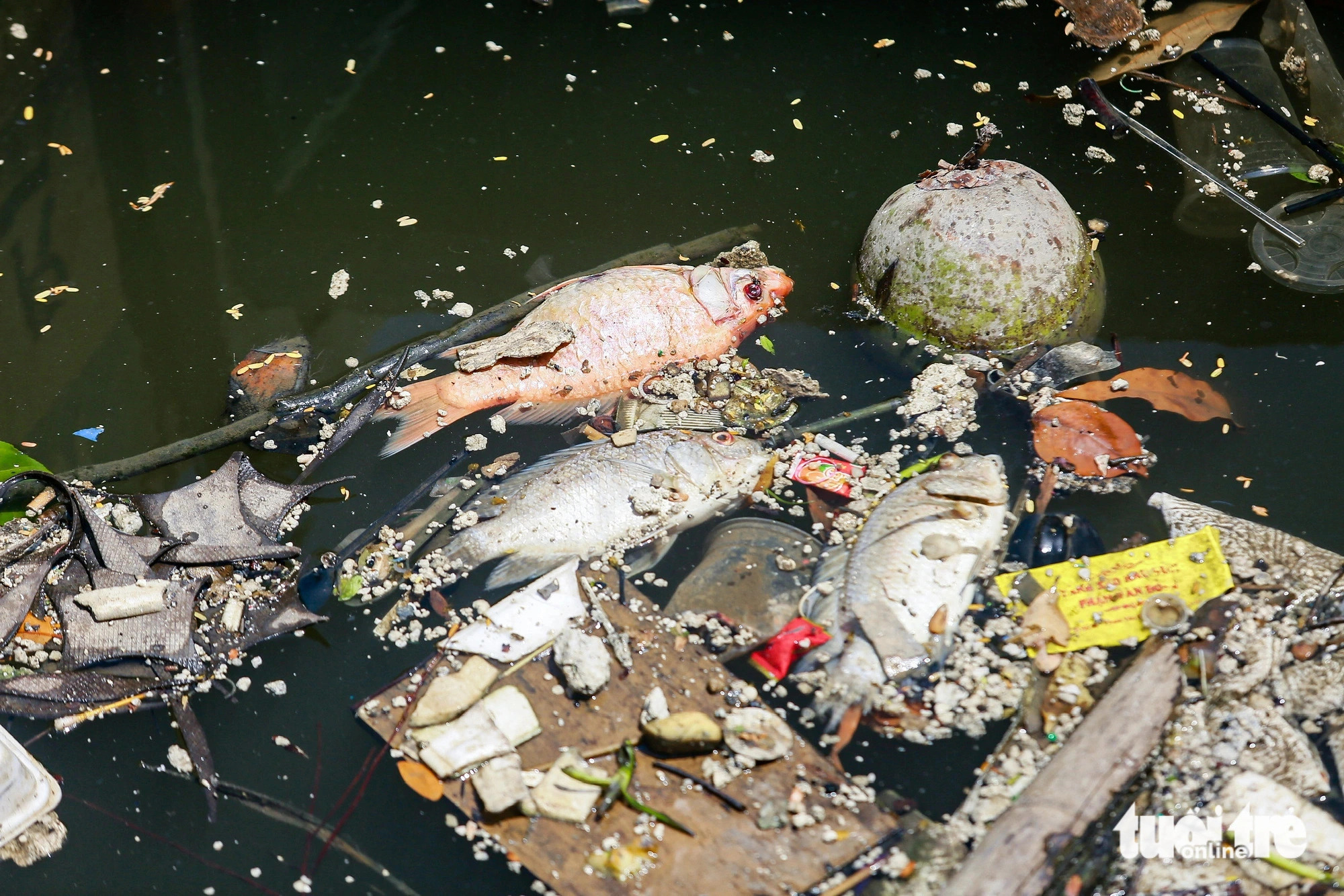 Nhieu Loc-Thi Nghe Canal in Ho Chi Minh City choked with garbage, dead fish