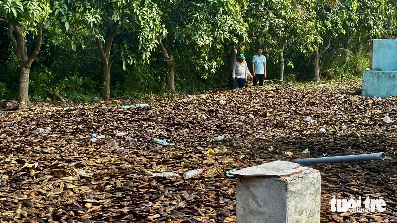 Tons of mango kernel waste at a landfill near the fruit trading and processing facility. Photo: Dang Tuyet / Tuoi Tre