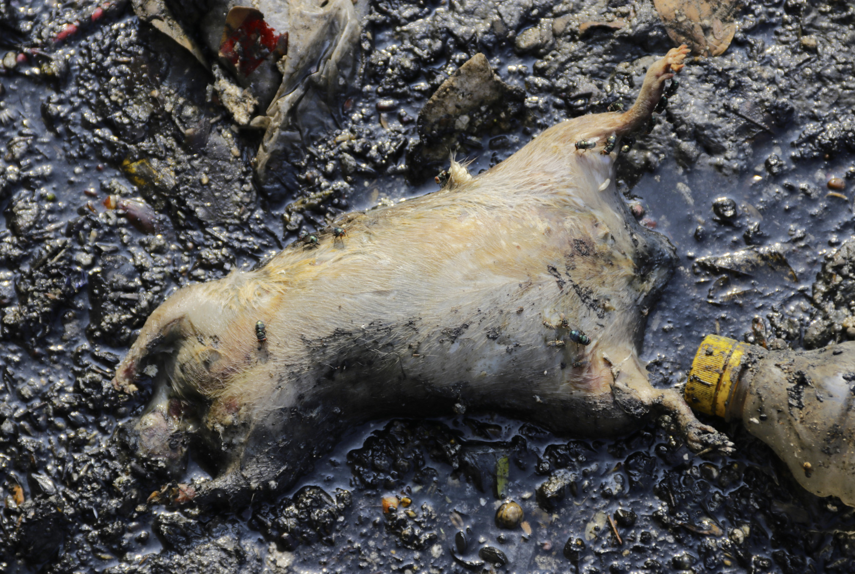 A section of Nuoc Den Canal in Binh Tan District under Ho Chi Minh City is polluted by waste and dead animal carcasses. Photo: Tien Quoc / Tuoi Tre