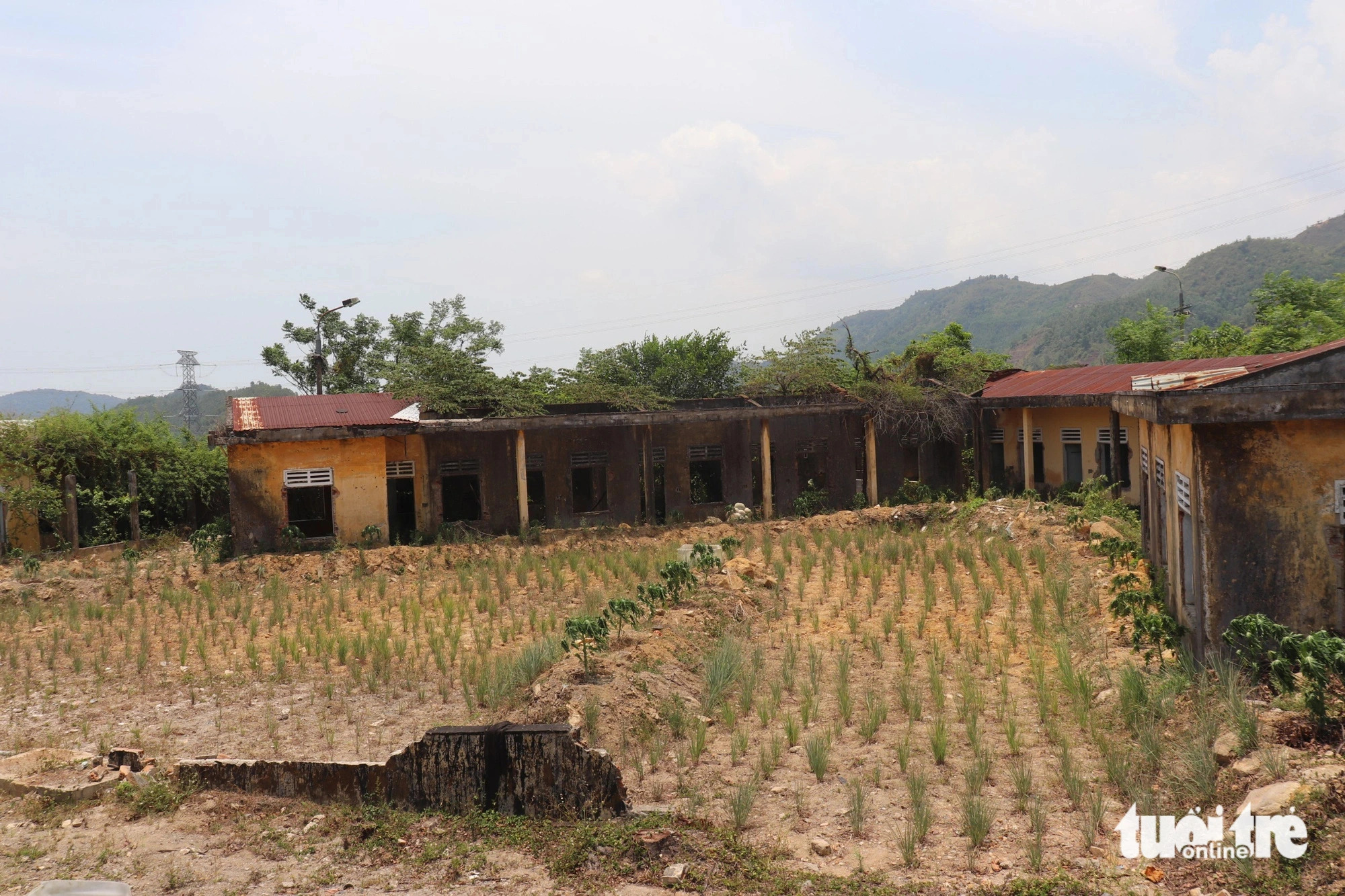 Local inhabitants took advantage of vacant plots of land in the abandoned vocational training center for growing papaya trees and lemongrass plants. Photo: Doan Nhan / Tuoi Tre