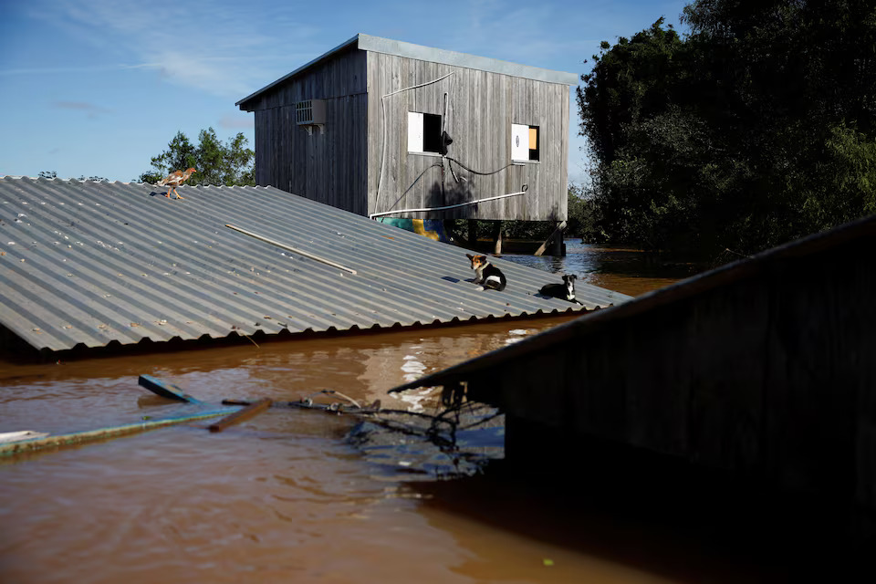 Stranded animals are seen on a roof in the flooded fishing hamlet of Paqueta in Canoas, Rio Grande do Sul state, Brazil, May 14, 2024.  Photo: Reuters