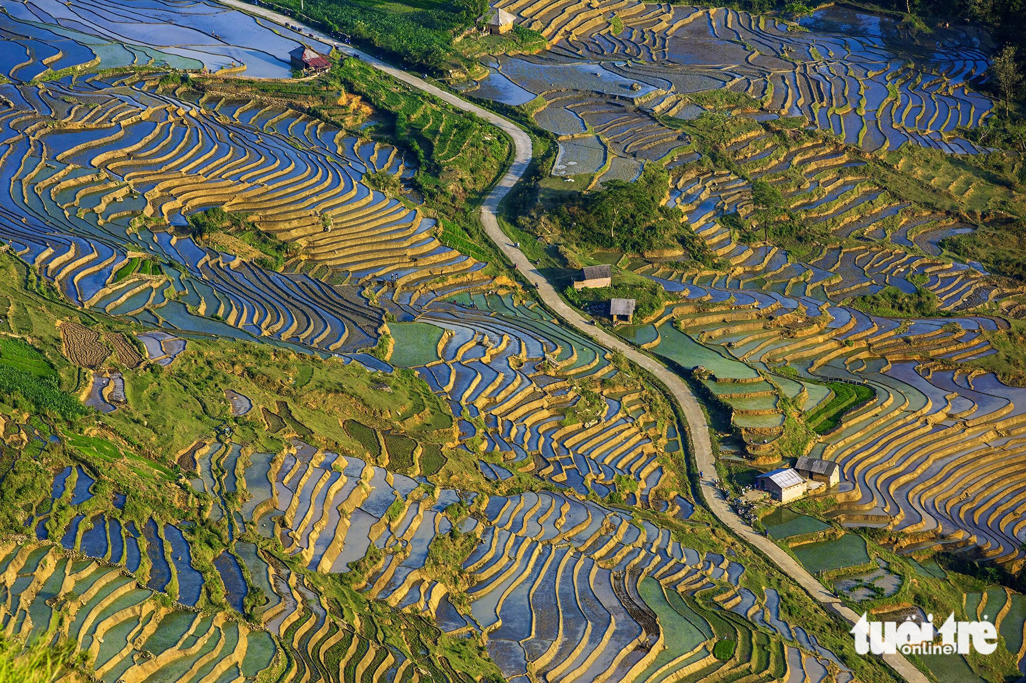 Terraced fields are covered in the delicate green of freshly transplanted seedlings in A Lu Commune, Bat Xat District, Lao Cai Province, northern Vietnam, May 2024. Photo: Nguyen Duy Hoang / Tuoi Tre