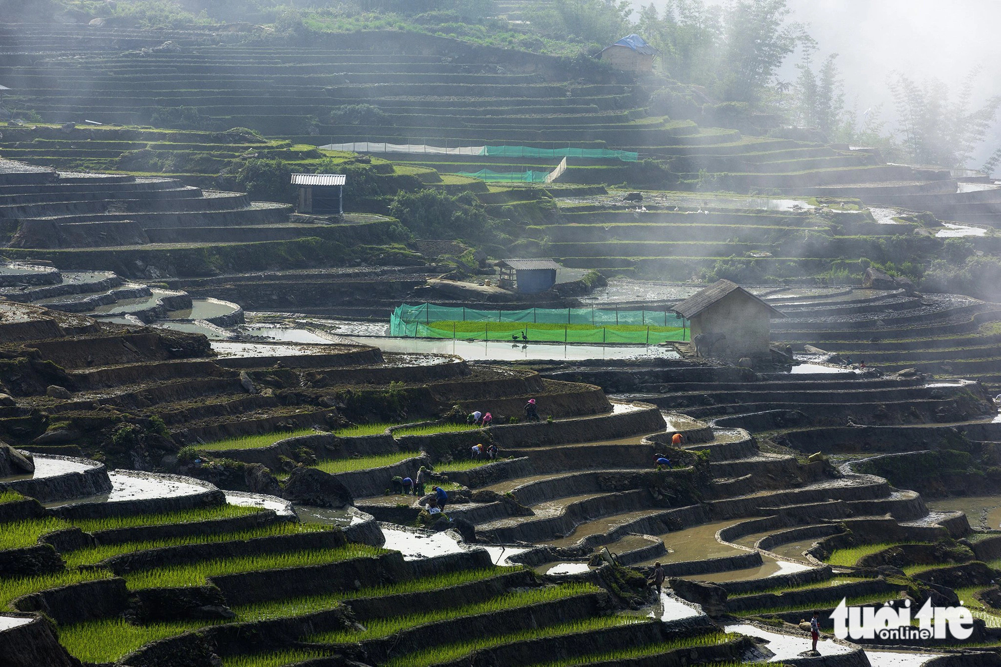 Terraced fields are covered in the delicate green of freshly transplanted seedlings in A Lu Commune, Bat Xat District, Lao Cai Province, northern Vietnam, May 2024. Photo: Nguyen Duy Hoang / Tuoi Tre