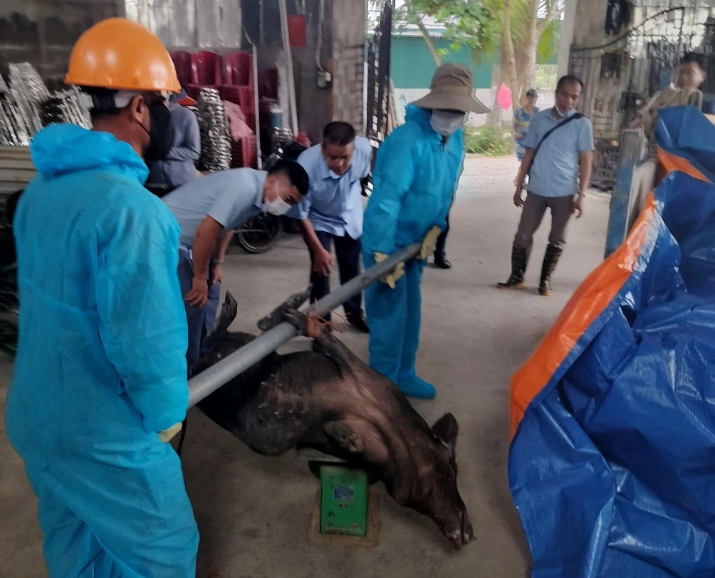 Local authorities of Quang Yen Town, Quang Ninh Province, northern Vietnam ordered the culling of the 12 ASF-hit pigs. Photo: Bui Nien / Tuoi Tre