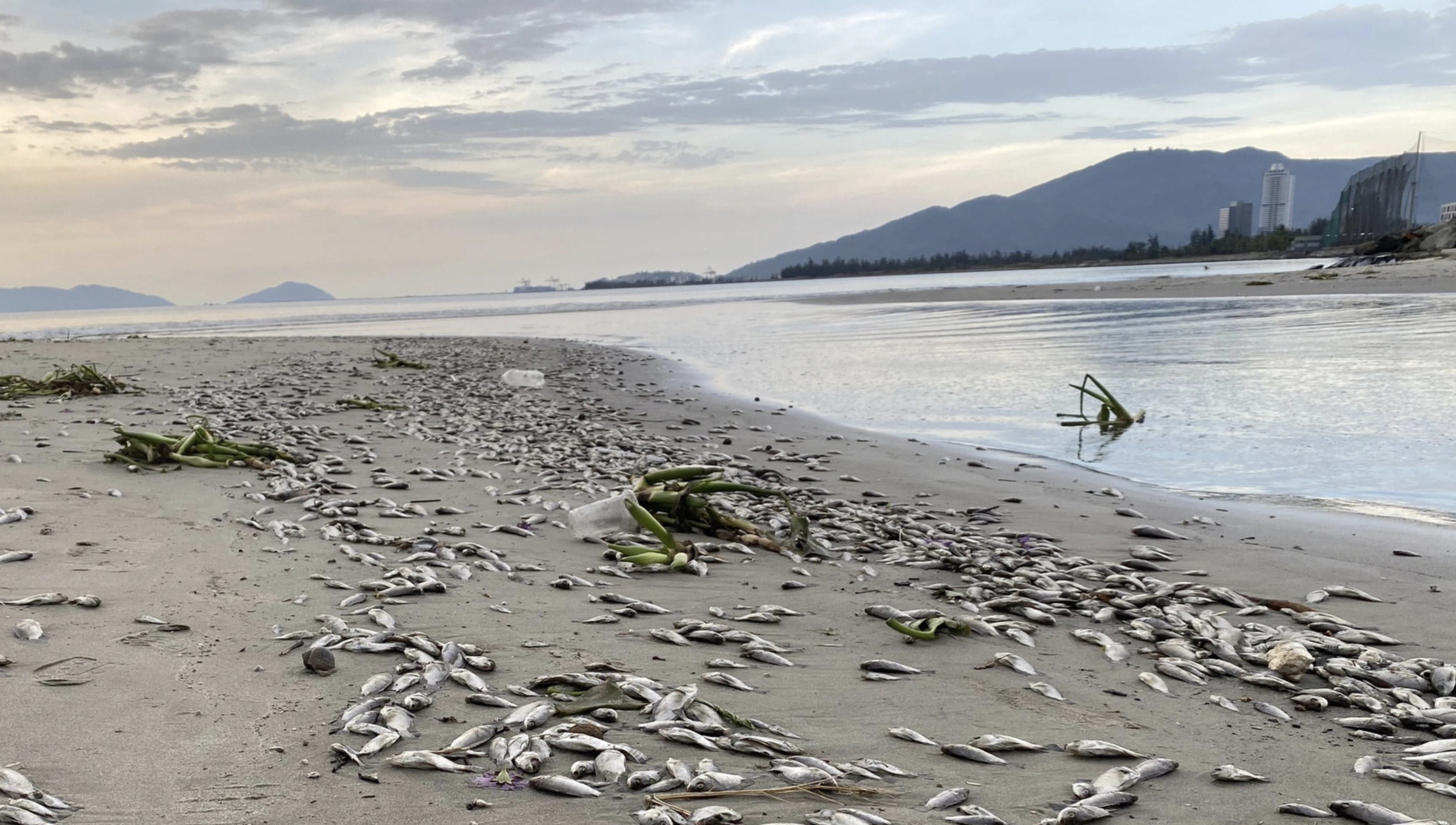Hundreds of kilograms of freshwater fish found dead on Da Nang beach