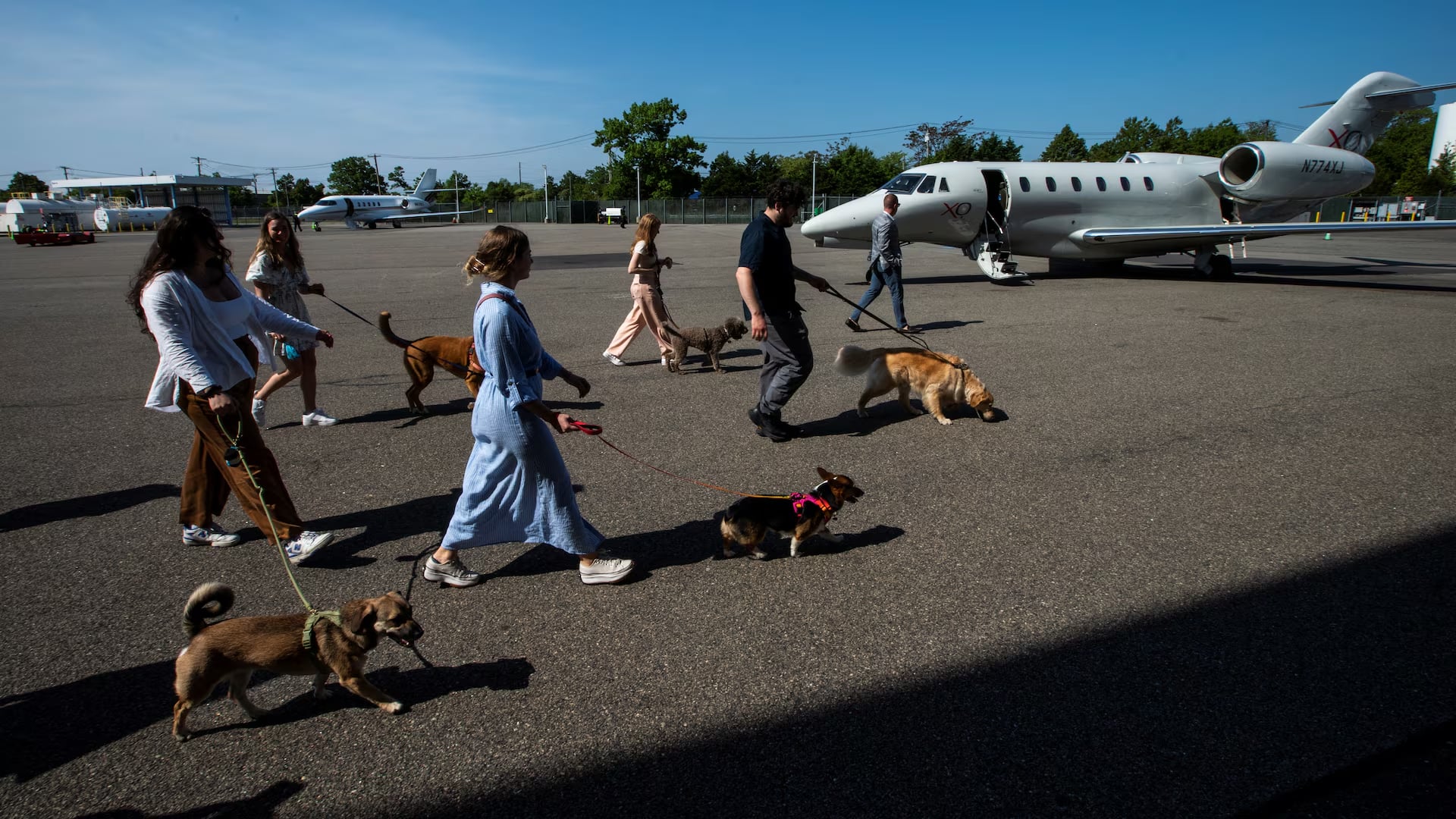 Dogs and handlers walk on the tarmac during a press event introducing Bark Air, an airline for dogs, at Republic Airport in East Farmingdale, New York, May 21. Photo: Reuters