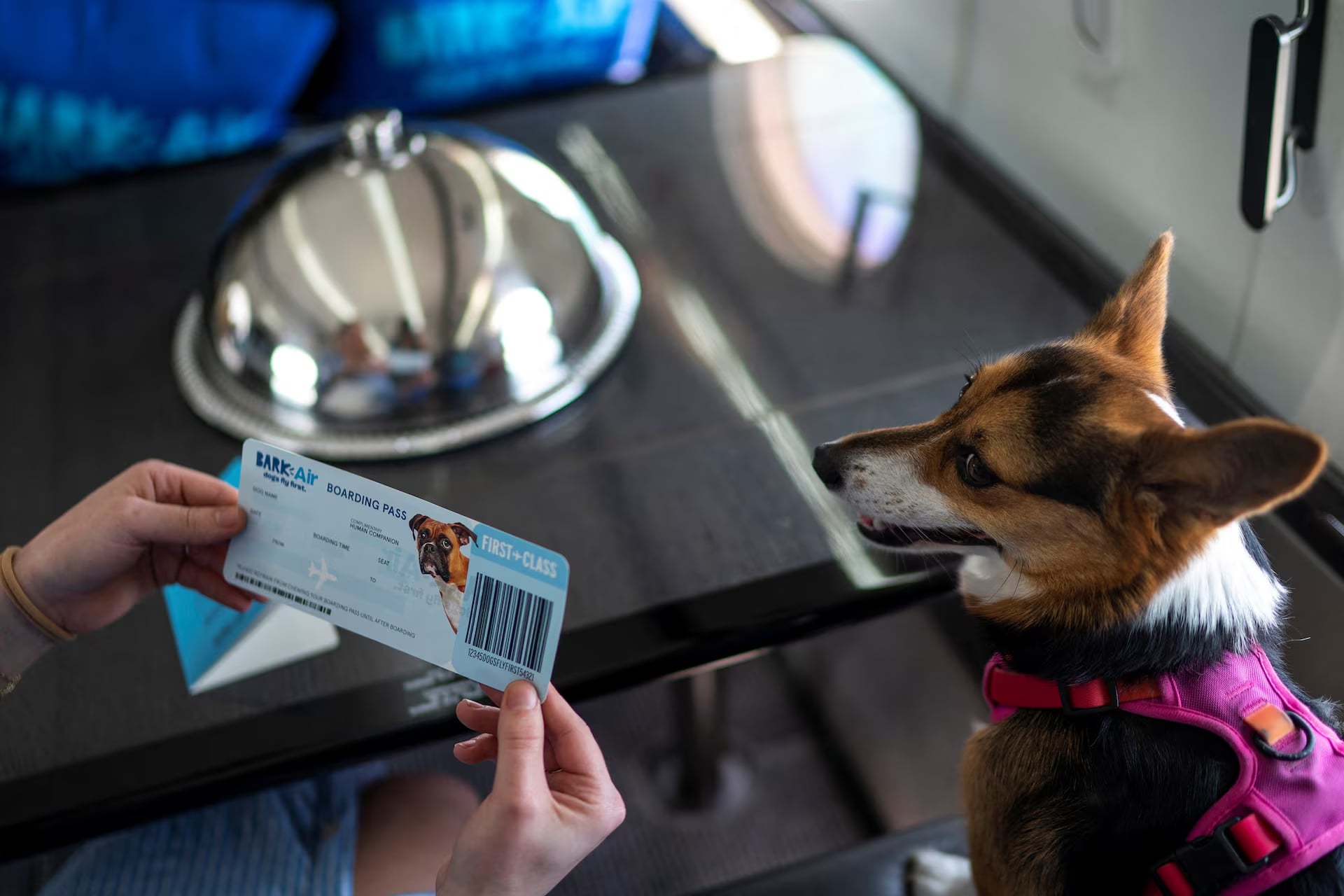 A woman shows a dog’s boarding pass after boarding a plane during a press event introducing Bark Air, an airline for dogs, at Republic Airport in East Farmingdale, New York, May 21. Photo: Reuters