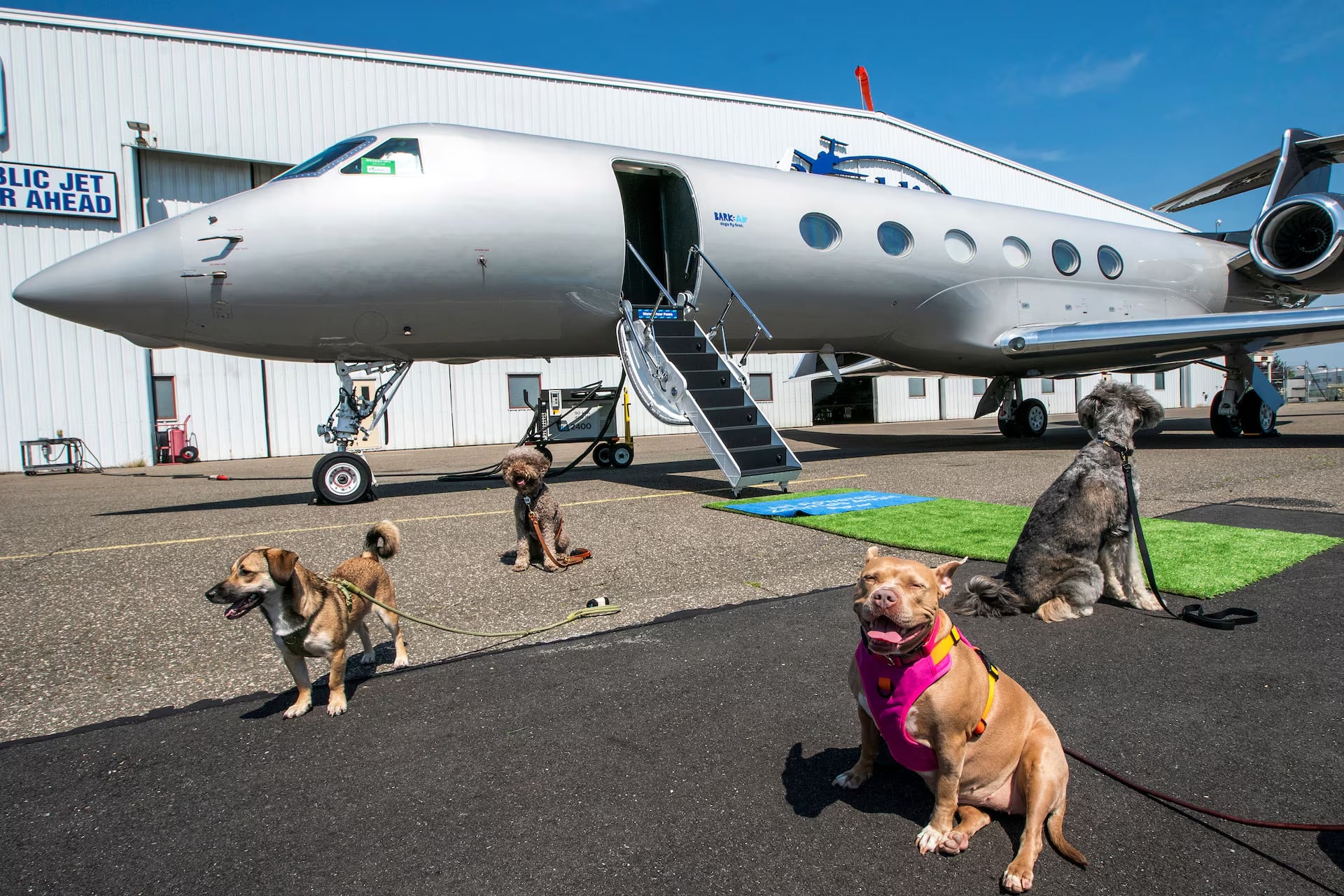 Dogs on a plane: BARK Air caters to dogs with luxuries