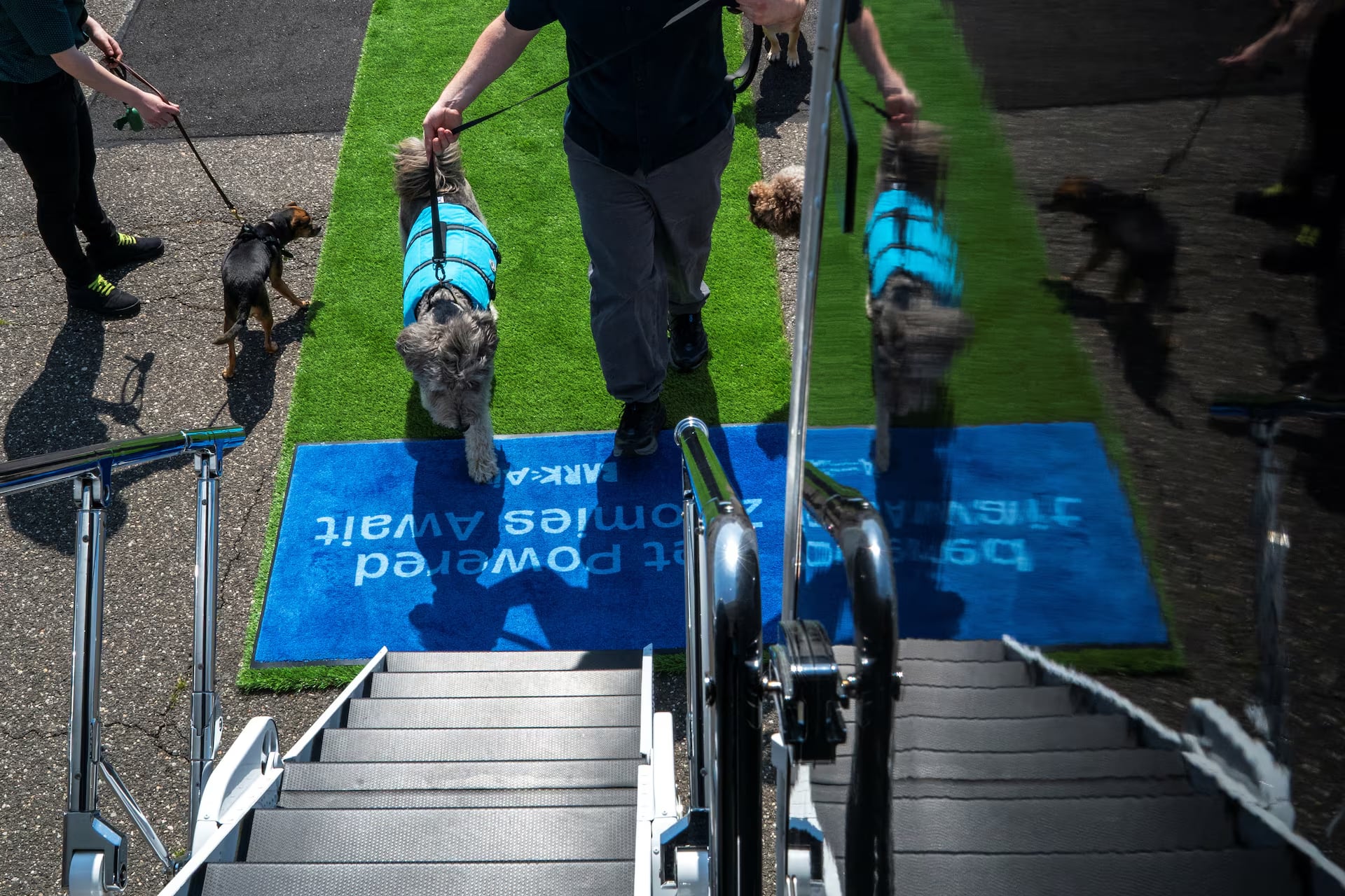 Dogs and handlers board a plane during a press event introducing Bark Air, an airline for dogs, at Republic Airport in East Farmingdale, New York, May 21. Photo: Reuters
