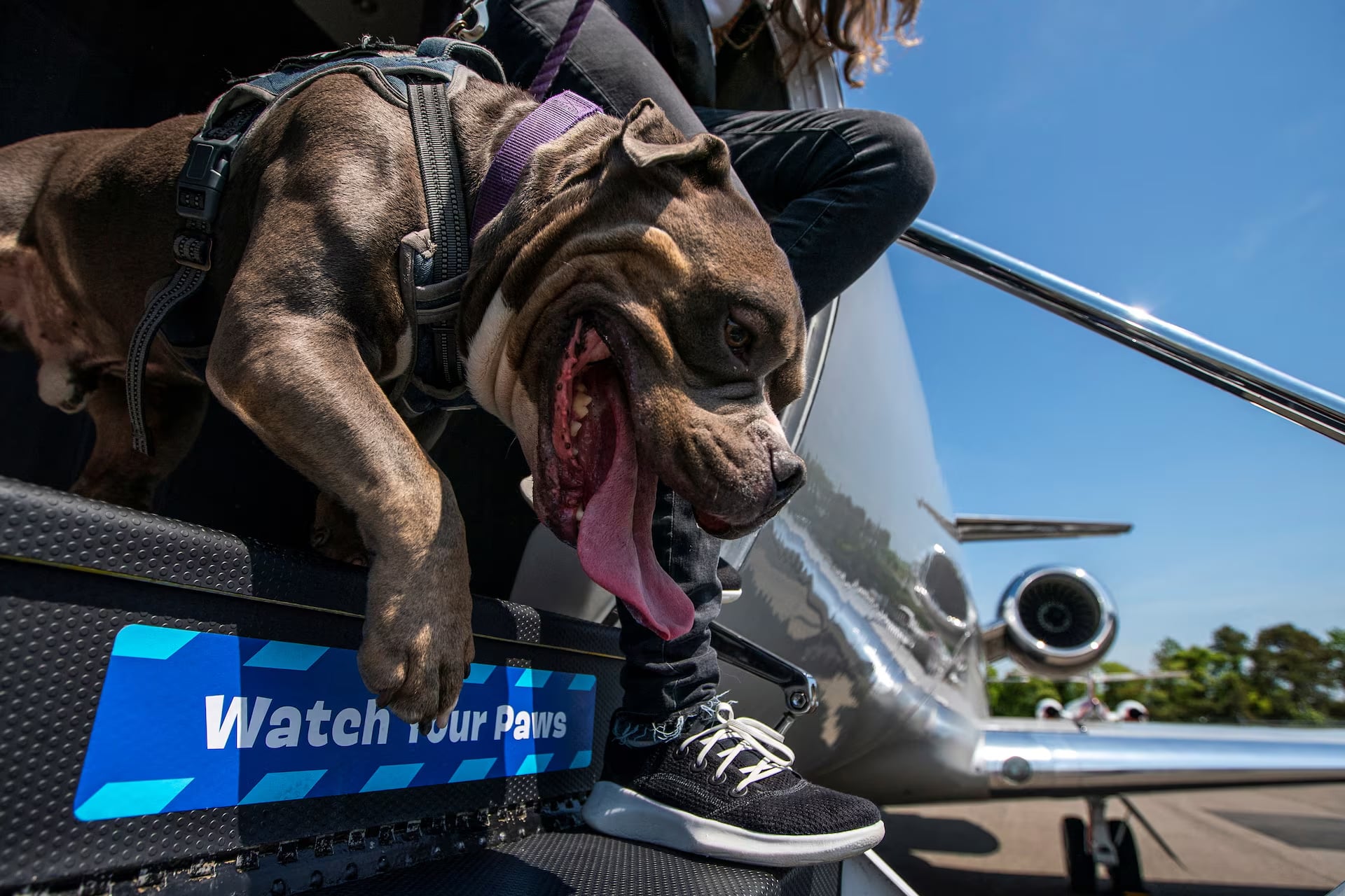 A dog walks down the stairs of a plane during a press event introducing Bark Air, an airline for dogs, at Republic Airport in East Farmingdale, New York, May 21. Photo: Reuters