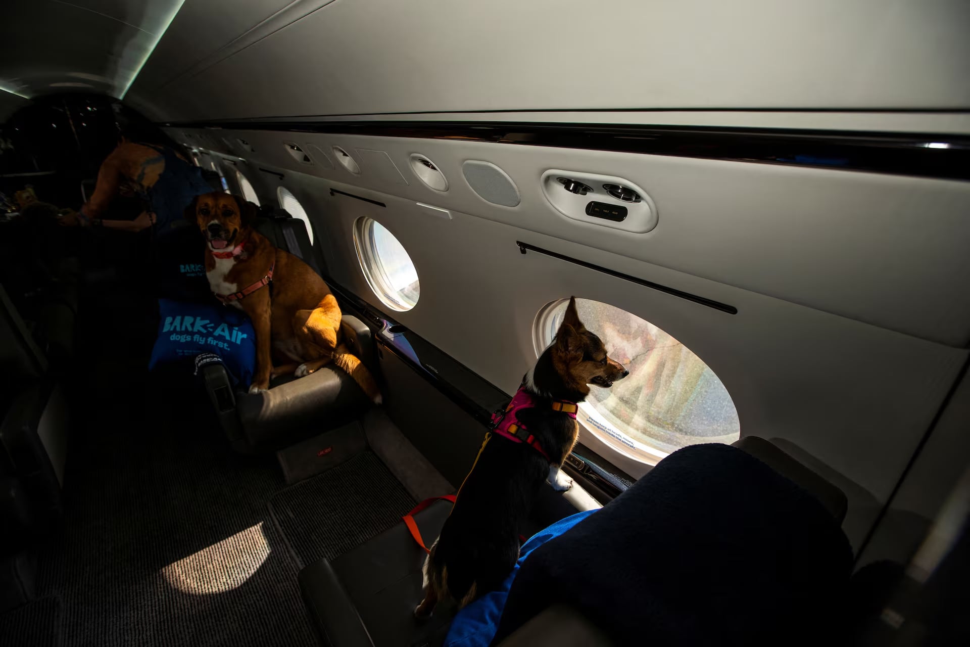 A dog looks out from a plane’s window during a press event introducing Bark Air, an airline for dogs, at Republic Airport in East Farmingdale, New York, May 21. Photo: Reuters
