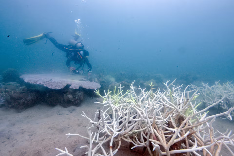 Lalita Putchim, a marine biologist of the Department of Marine and Coastal Resources (DMCR) dives to survey an area of bleached corals in a reef in Koh Mak, Trat province, Thailand, May 8, 2024. This year so far the country's weather recorded the highest temperature at 44.2 degrees Celsius affecting the seawater temperature as well. Photo: Reuters
