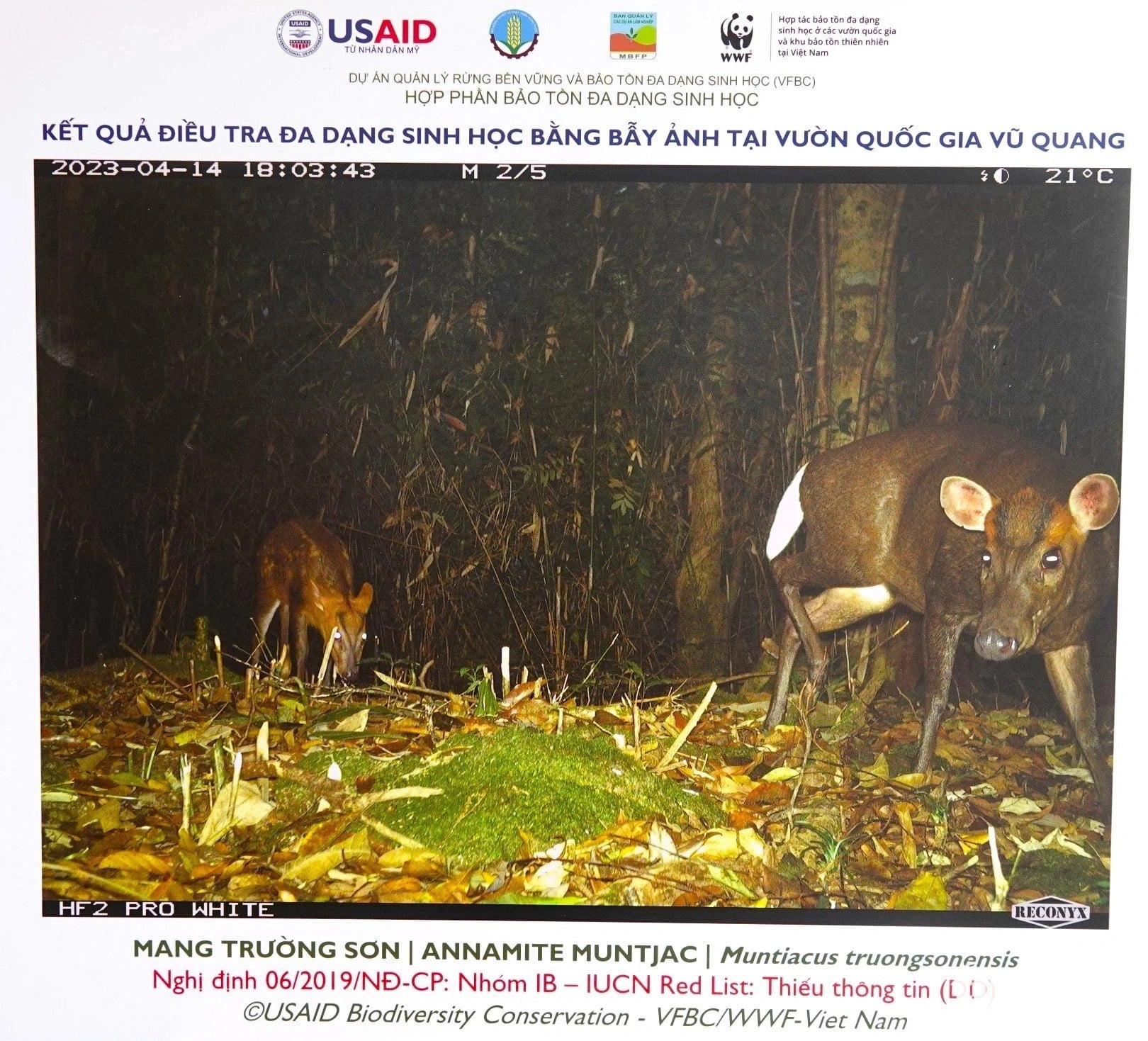 A Mang Truong Son (muntiacus truongsonensis) is photographed by a camera trap for a presentation at the event commemorating International Day for Biodiversity 2024, which took place on May 22, 2024 at the Vu Quang National Day in Ha Tinh Province. Photo: Le Minh / Tuoi Tre