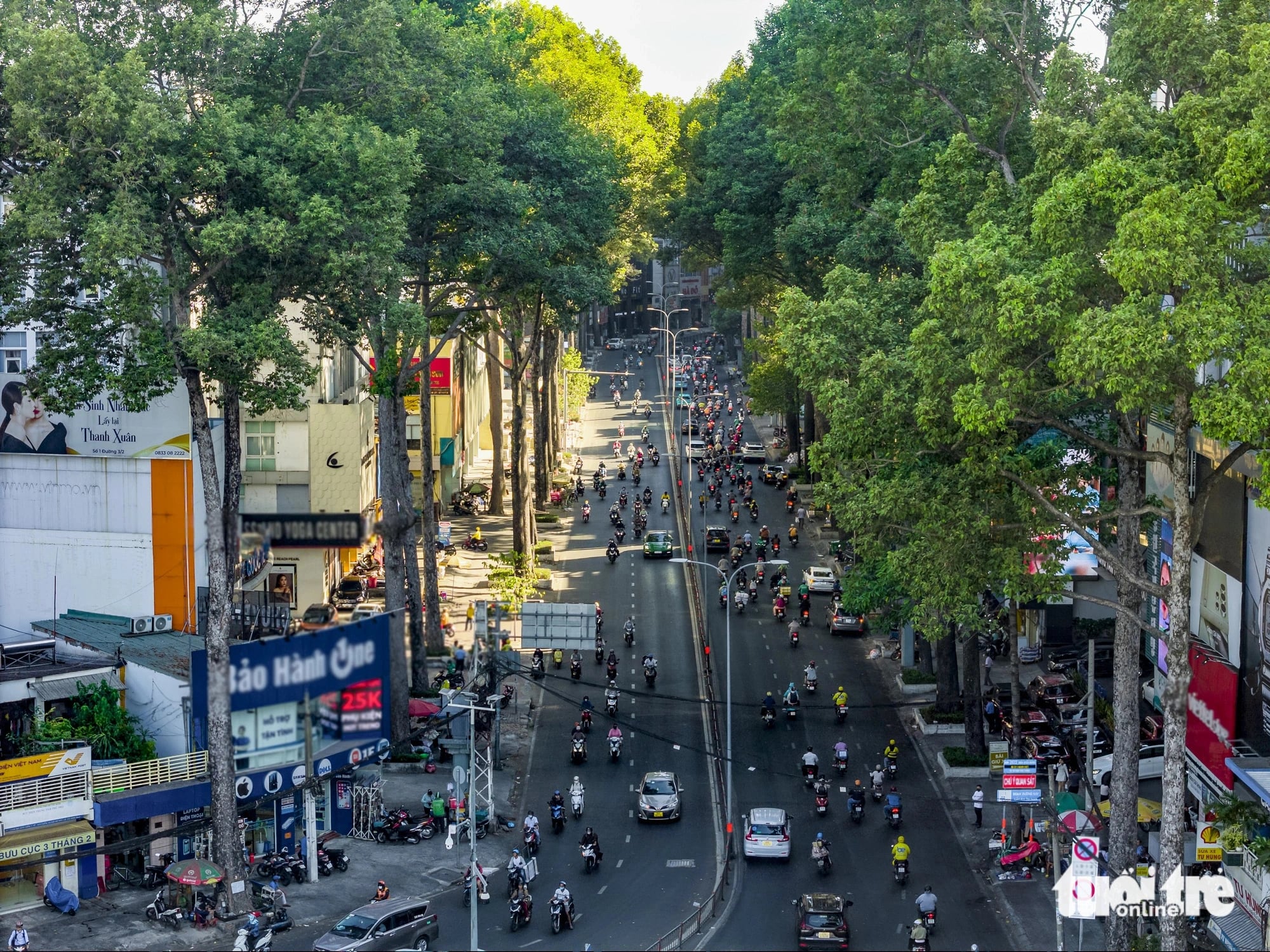 Trees are important, but city needs space to build roads: Ho Chi Minh City greenery official