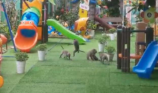 Wild monkeys rampage preschool in central Vietnam