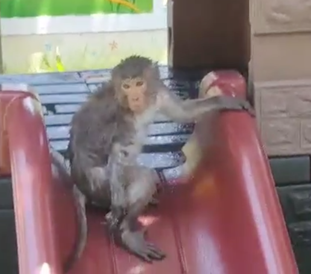 A monkey on a slide in the amusement park of the preschool. Photo: B.D. / Tuoi Tre