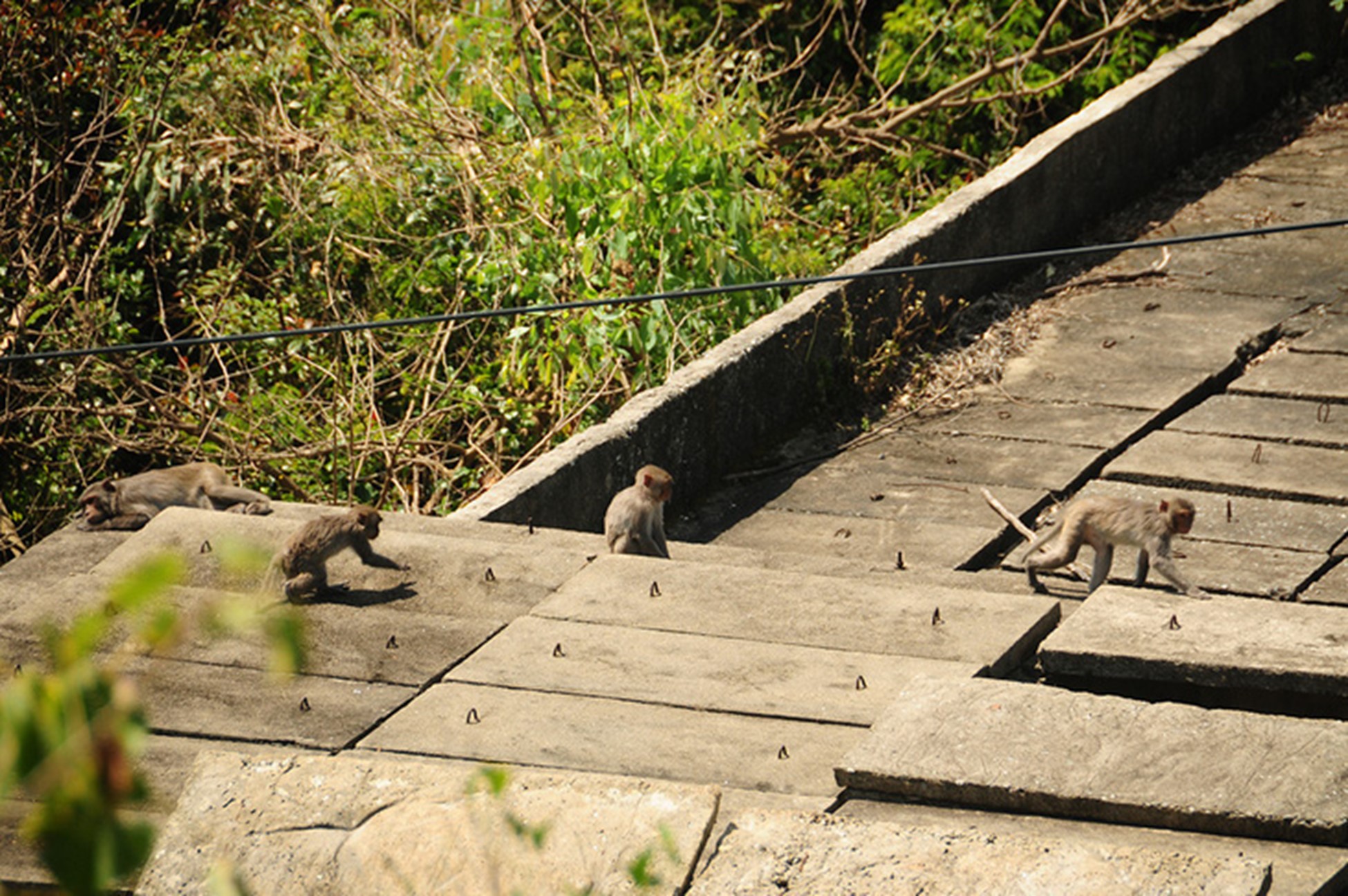 Wild monkeys are rampant on Cu Lao Cham. Photo: B.D. / Tuoi Tre