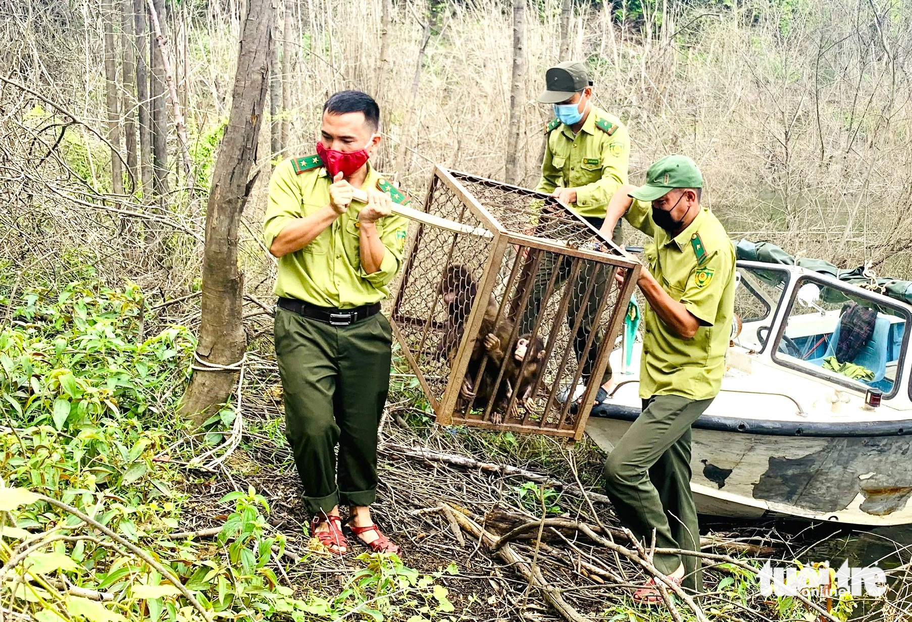 Rangers release monkeys in an island situated in Ngan Truoi Lake within Vu Quang National Park in Vu Quang District, Ha Tinh Province, north-central Vietnam. Photo: Le Minh / Tuoi Tre