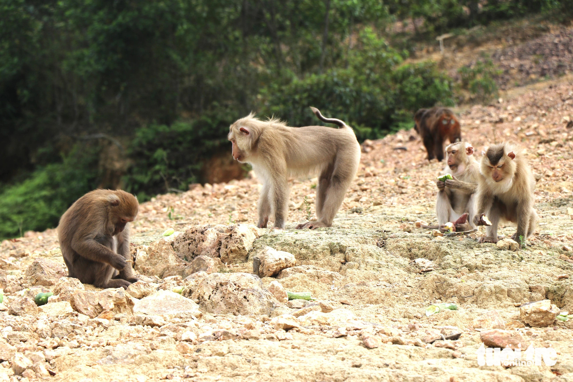 Macaques thrive in Vietnam national park after rehabilitation