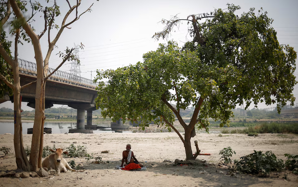 A man and a cow sit under the shadow of a tree on the Yamuna river bed on a hot summer day in New Delhi, India, May 22, 2024. Photo: Reuters