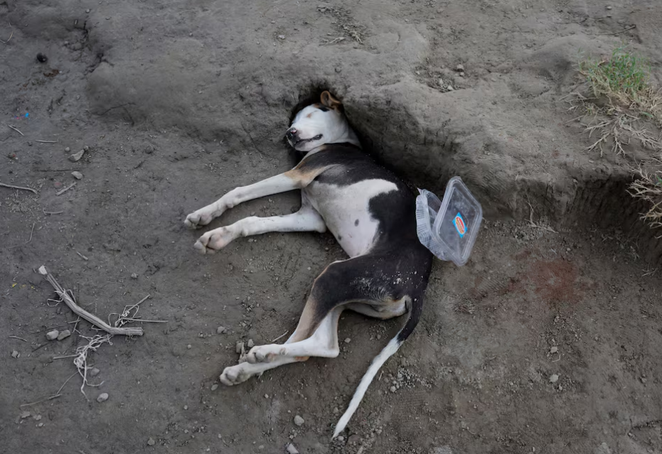 A dog sleeps on a wet land on the Yamuna river bed on a hot summer day in New Delhi, India, May 22, 2024. Photo: Reuters