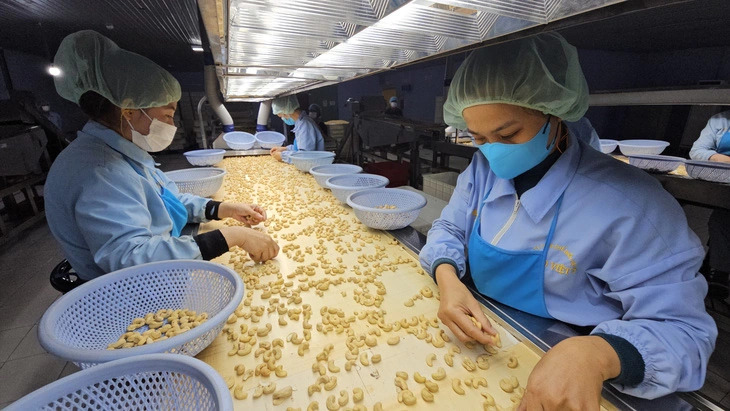 Vietnam cashew exporters threatened by 50% surge in raw material prices