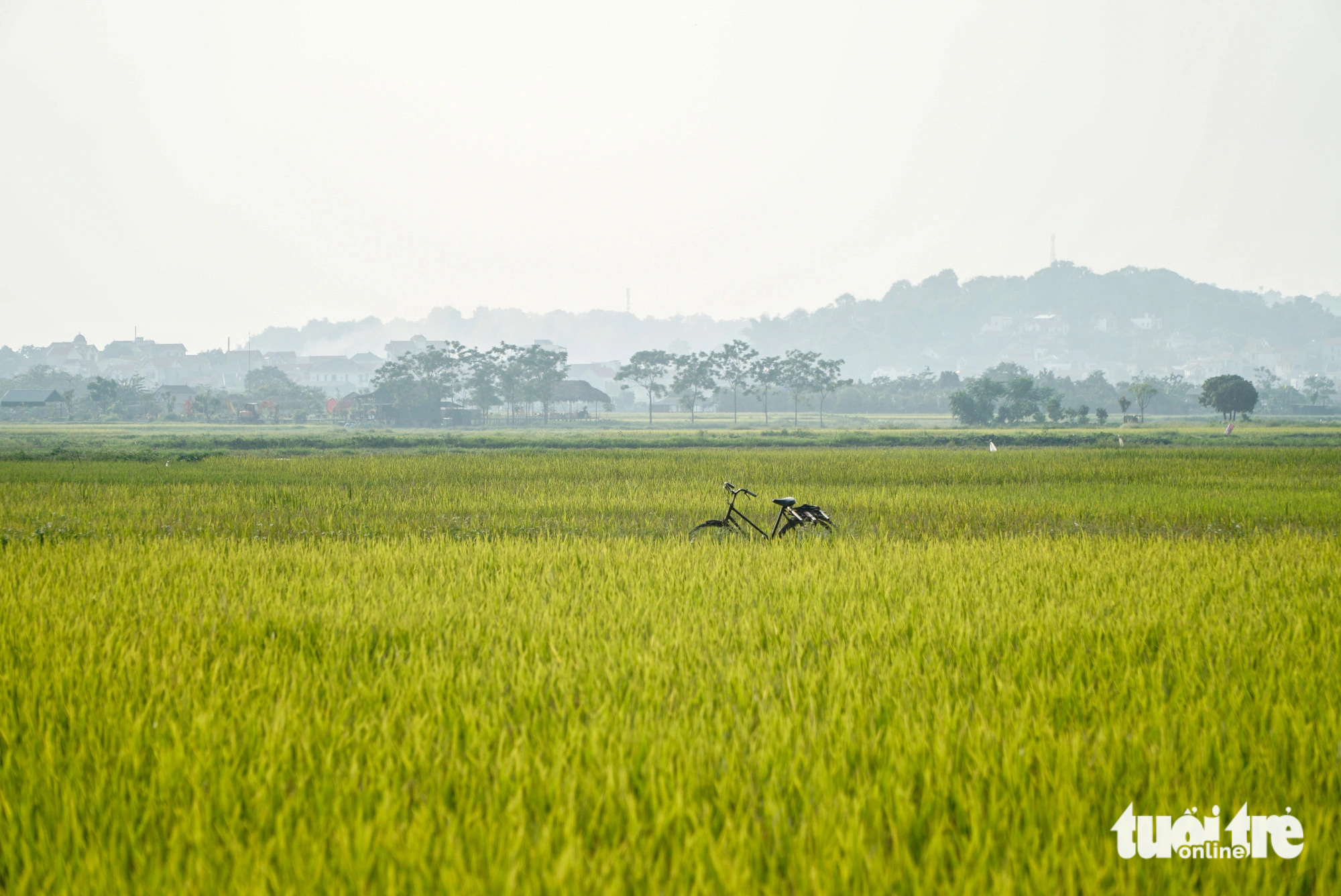 A bike parked amid the rice fields in Phung Chau Commune, Chuong My District, Hanoi. Photo: Nguyen Hien / Tuoi Tre