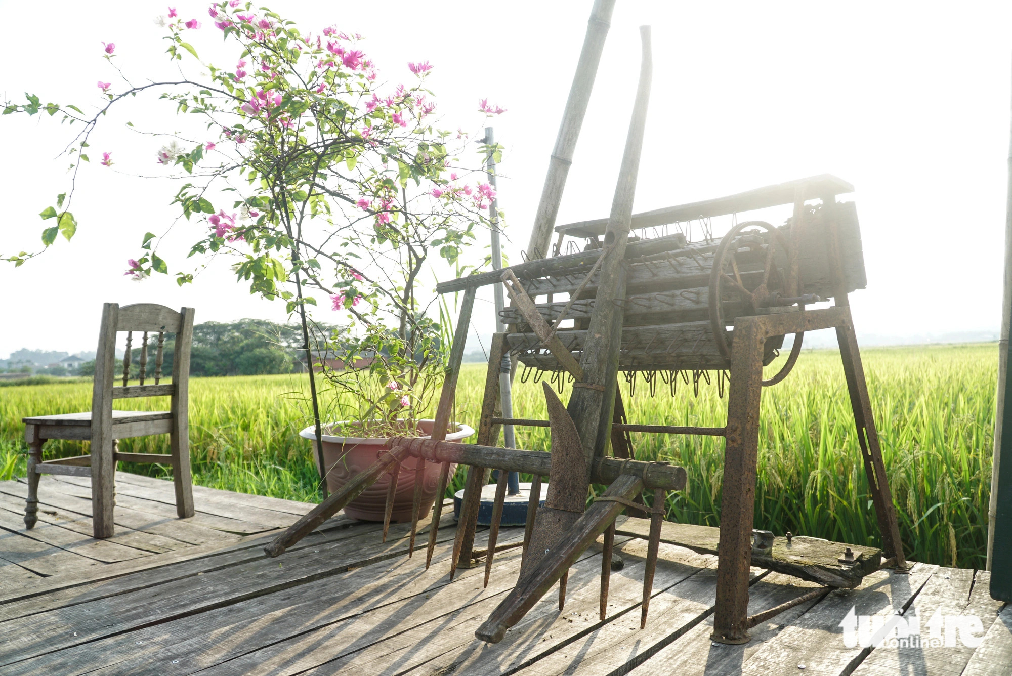 An antique plow, harrow, and threshing machine are on display at a rustic café amid the rice fields in Phung Chau Commune, Chuong My District, Hanoi. Photo: Nguyen Hien / Tuoi Tre