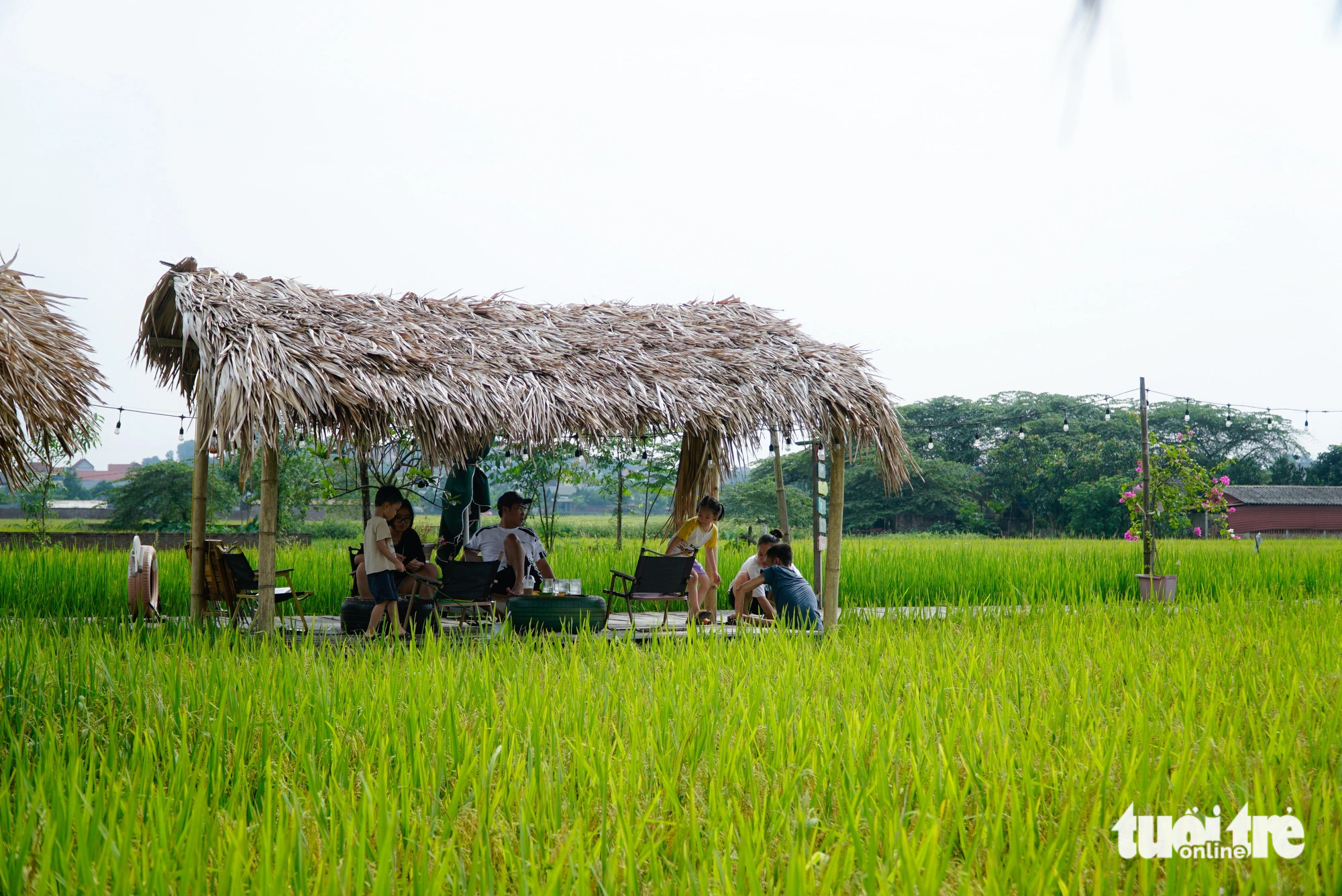 Rustic café amidst rice fields draws visitors to Hanoi outskirts