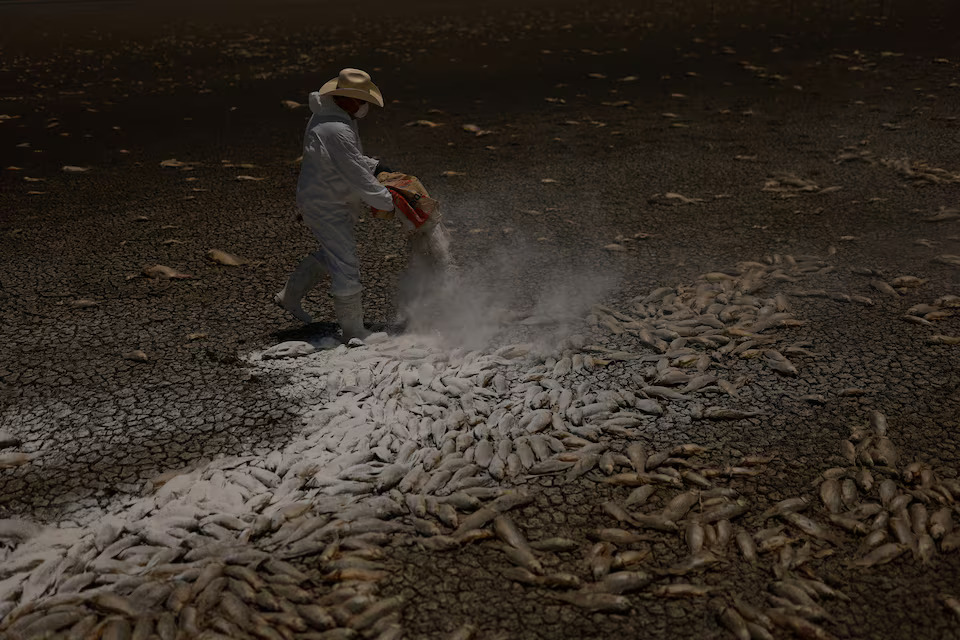 [5/5]A municipal worker spreads quicklime over dead fish to reduce the stench, at the dry bed of the Bustillos Lagoon as high temperatures have caused an intense drought, in Anahuac, Chihuahua state, Mexico June 7, 2024. Photo: Reuters