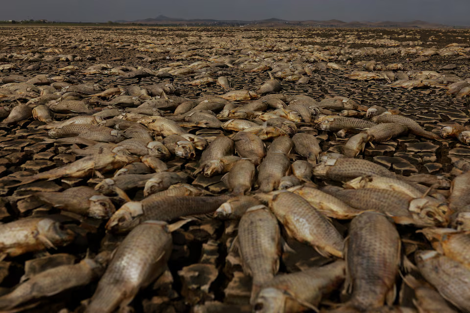 [3/5]Thousands of dead fish lie in the dry bed of the Bustillos Lagoon as high temperatures have caused an intense drought, in Anahuac, Chihuahua state, Mexico June 7, 2024. Photo: Reuters