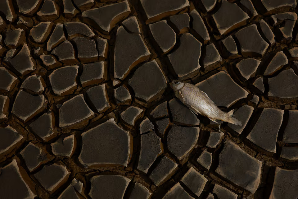 [2/5]A dead fish lies in the dry bed of the Bustillos Lagoon as high temperatures have caused an intense drought, in Anahuac, Chihuahua state, Mexico June 7, 2024. Photo: Reuters