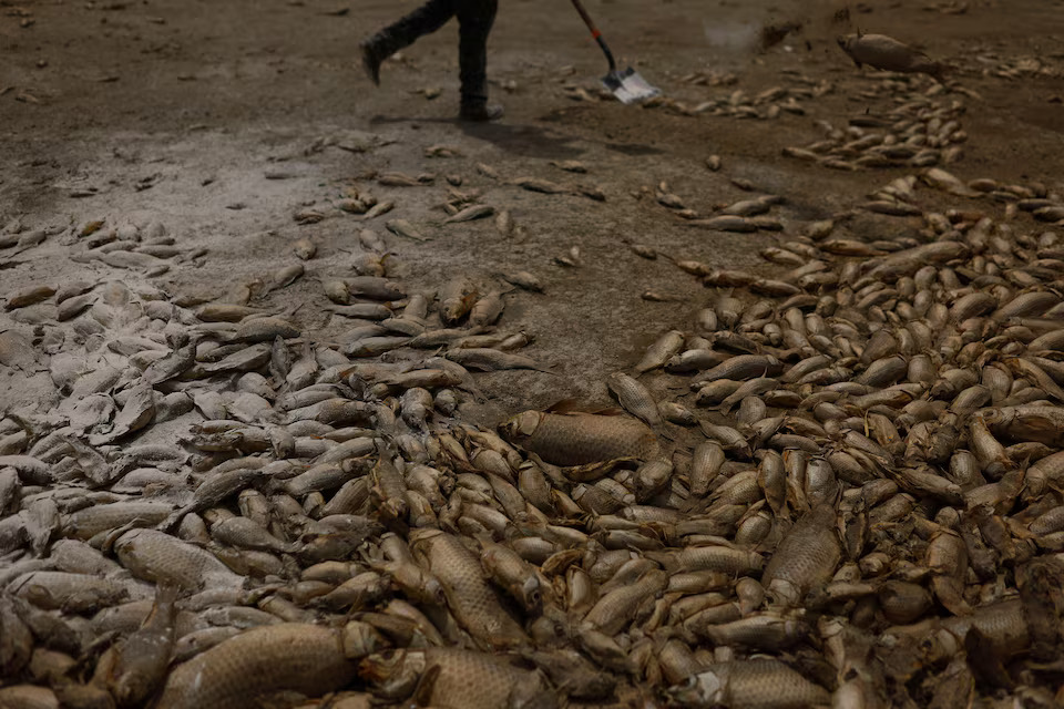[4/5]A municipal worker spreads quicklime over dead fish to reduce the stench, at the dry bed of the Bustillos Lagoon as high temperatures have caused an intense drought, in Anahuac, Chihuahua state, Mexico June 7, 2024. Photo: Reuters