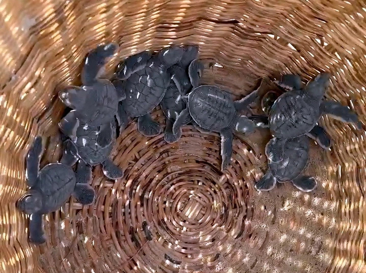 87 olive ridley hatchlings released into sea off Vietnam island