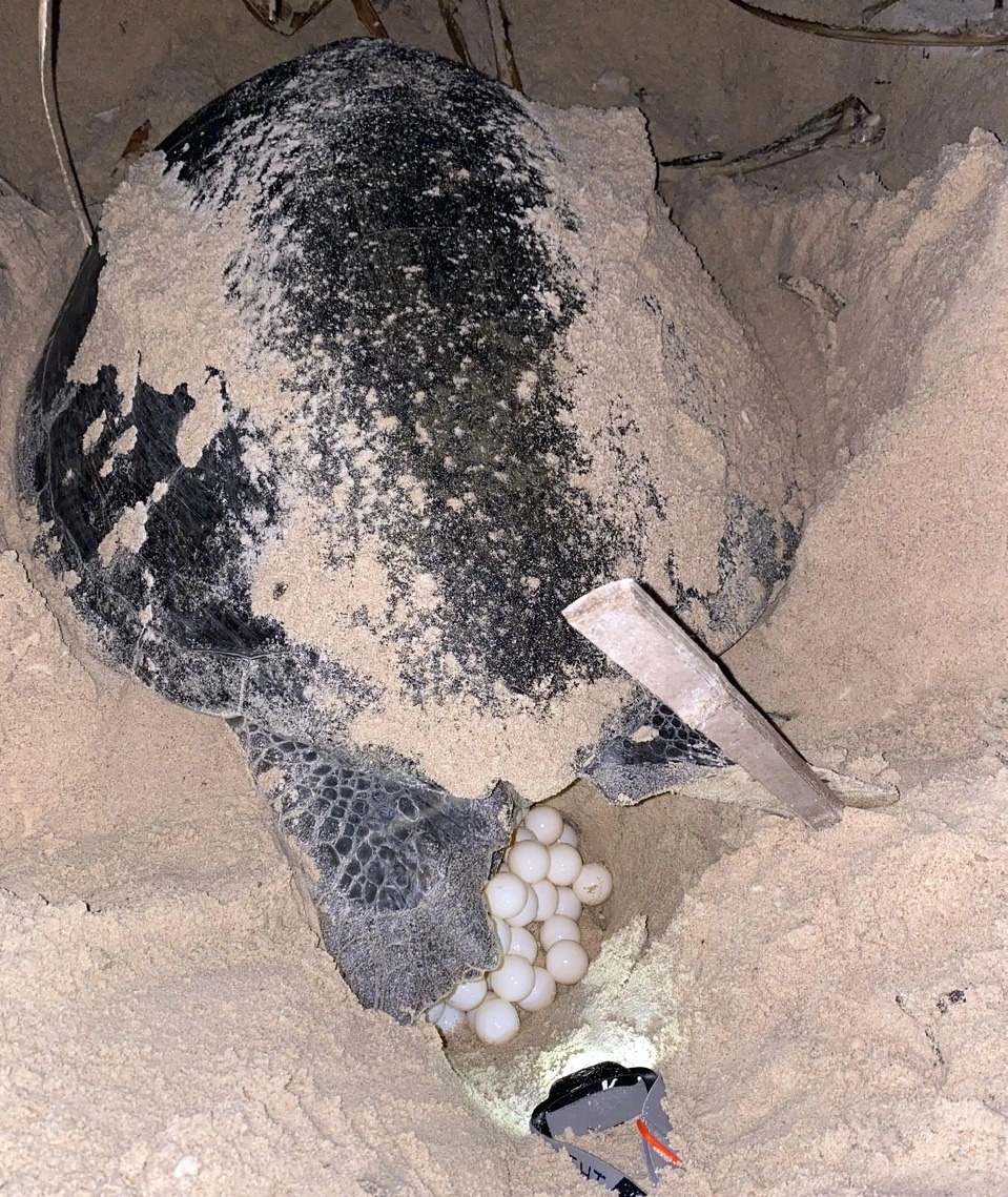 An olive ridley sea turtle lays eggs on Con Dao Archipelago off the coast of Ba Ria – Vung Tau Province, southern Vietnam. Photo: D.H