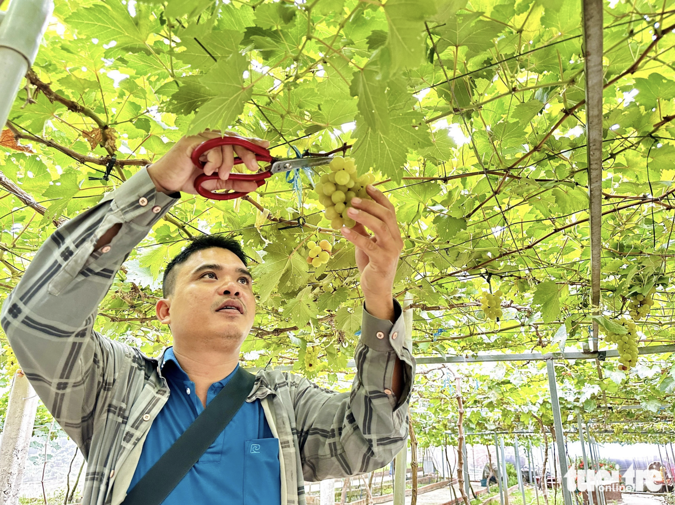 A visitor picks grapes at Xuan Tuoi Vineyard in Dong Thap Province. Photo: Dang Tuyet / Tuoi Tre