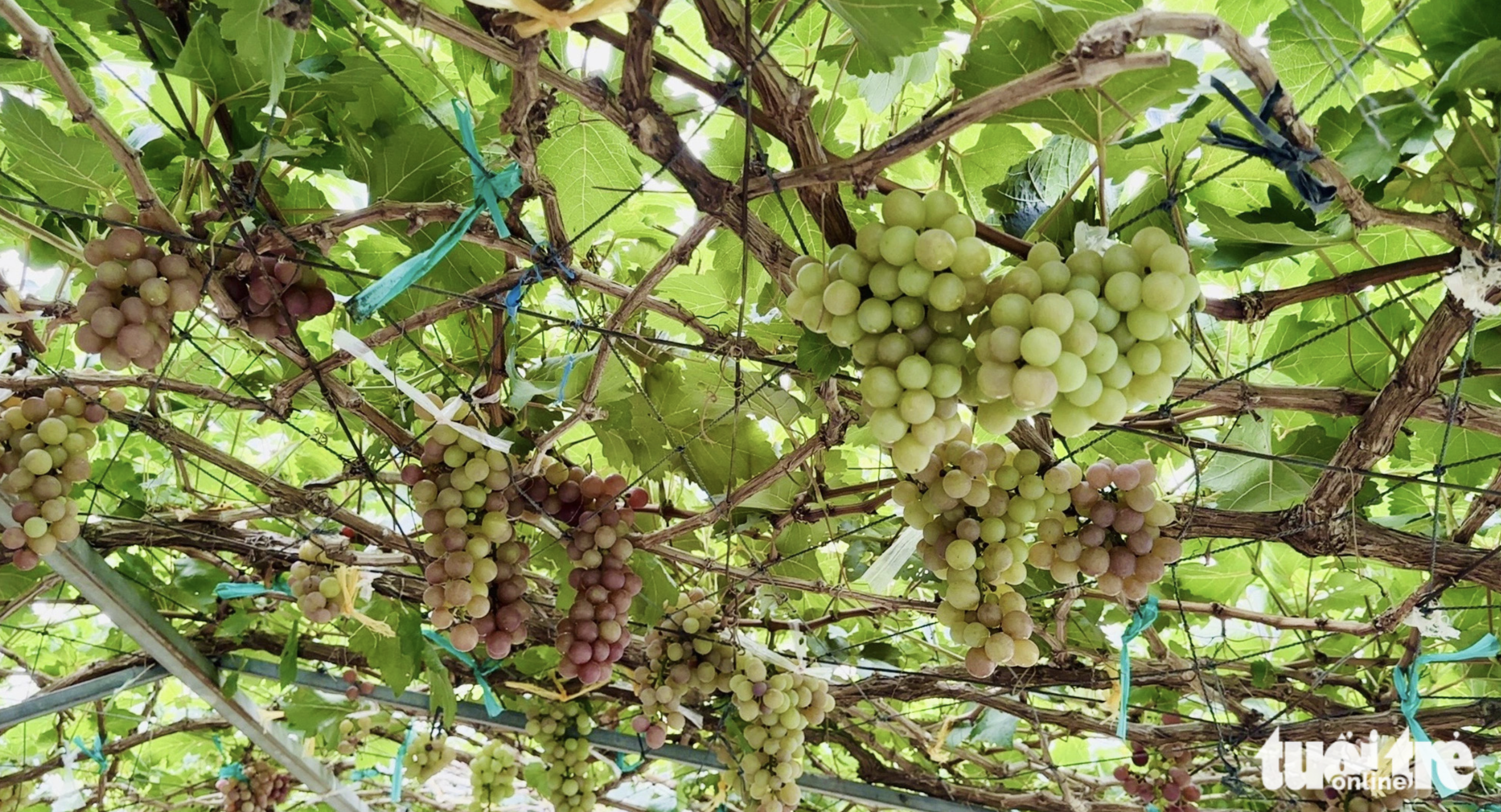 Grapevines at Xuan Tuoi Vineyard are entering the harvest season. Photo: Dang Tuyet / Tuoi Tre