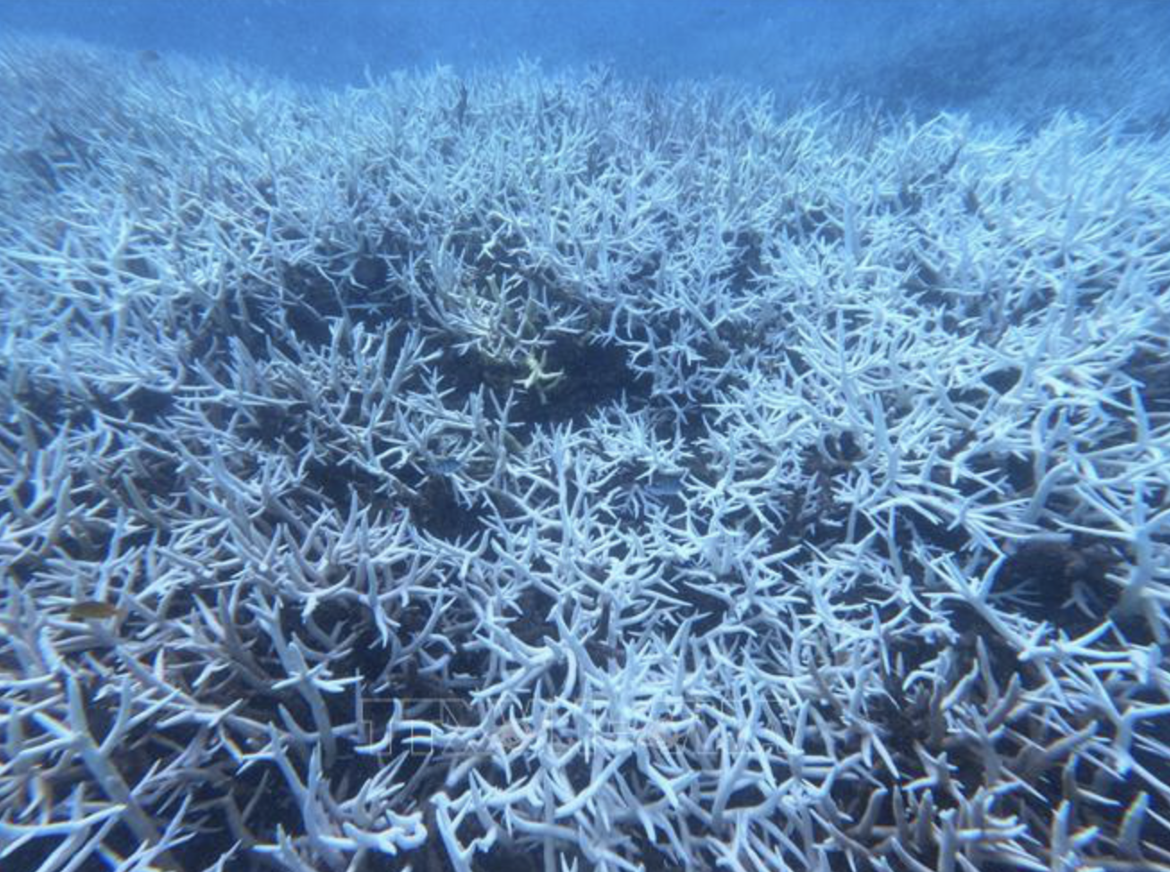 Coral bleaching requires reduction in seafood exploitation, diving in Vietnam’s Con Dao Archipelago