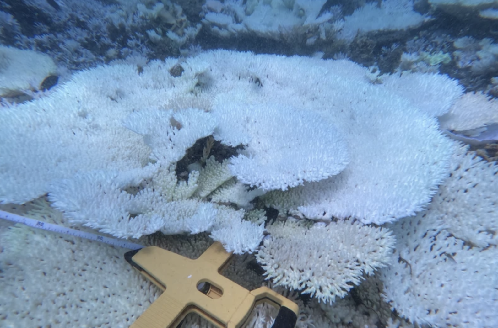 Officials and scientists conduct a survey on coral bleaching at eight locations on Con Son Island off Con Dao Archipelago, Ba Ria - Vung Tau Province, southern Vietnam. Photo: Vietnam News Agency