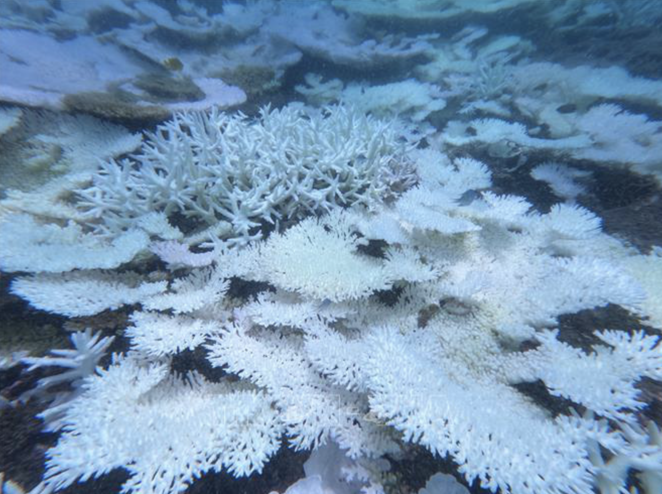 Coral bleaching on Con Dao Archipelago, Ba Ria - Vung Tau Province, southern Vietnam results from high ocean temperatures. Photo: Vietnam News Agency