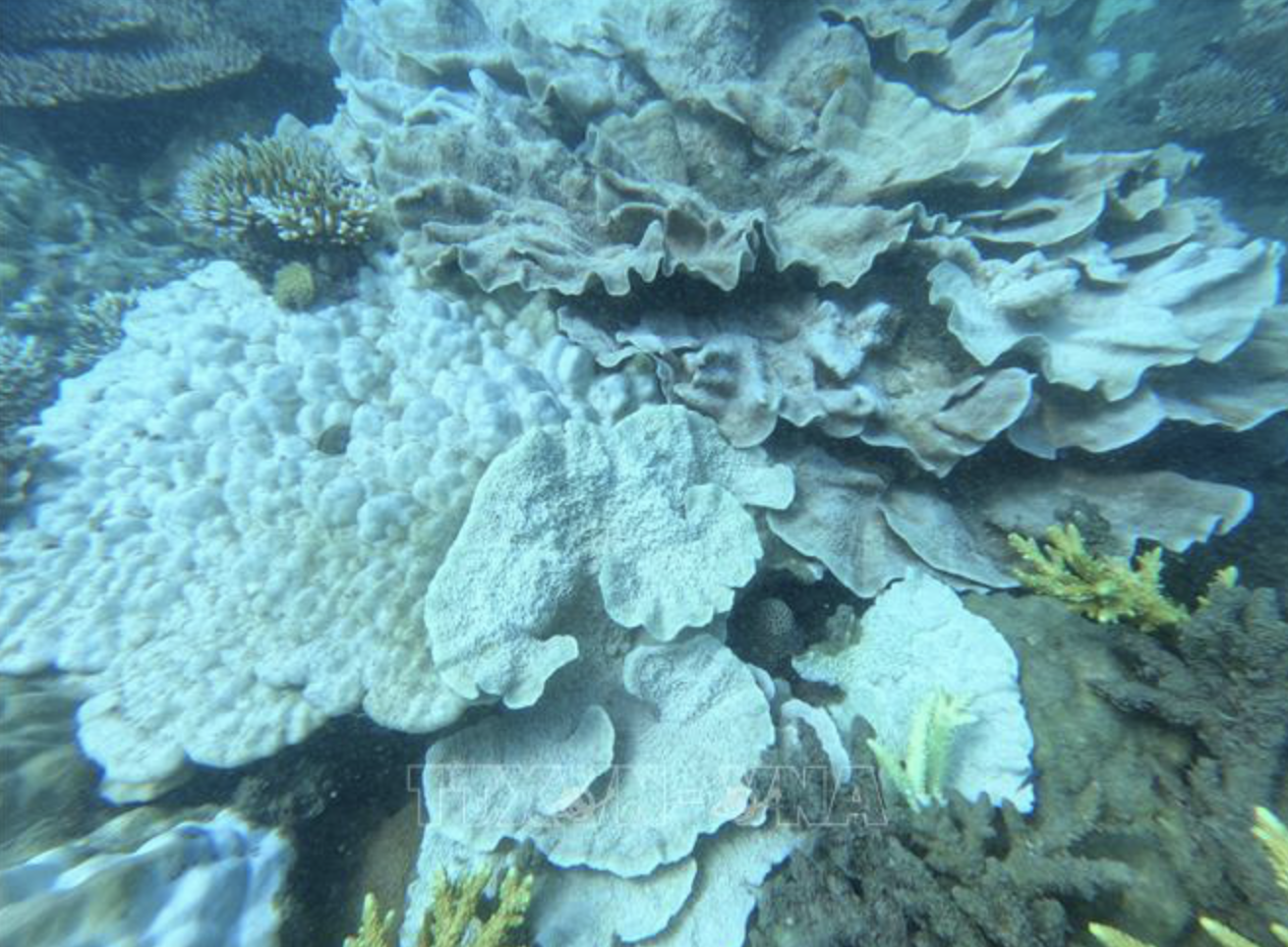 Hon Tre Nho Island off Con Dao Archipelago, Ba Ria - Vung Tau Province, southern Vietnam sees some 60 - 70 percent of corals bleached. Photo: Vietnam News Agency