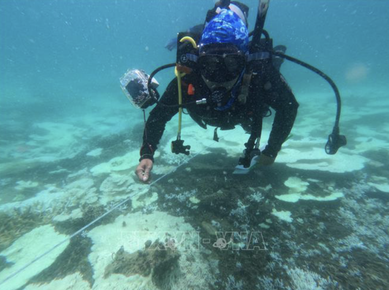 Scientists survey coral reefs on Con Dao Archipelago, Ba Ria - Vung Tau Province, southern Vietnam. Photo: Vietnam News Agency