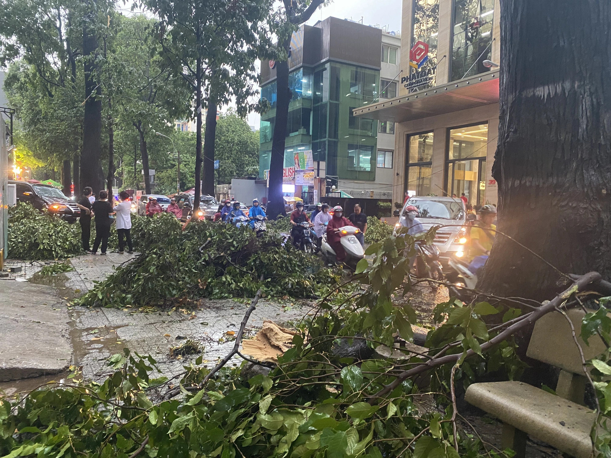 Fallen trees are seen scattered along Nguyen Thai Binh Street in District 1 Ho Chi Minh City; Pham Ngoc Thach Street in neighboring Binh Duong Province; Nguyen Van Troi and Pham Ngoc Thach Streets in Ho Chi Minh City due to an afternoon downpour on June 14, 2024. Photos: Chau Tuan - Ba Son - PC08 - Tuong Vy