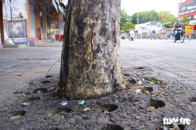 A tree foot is deformed after being covered by concrete for a long time. Photo: Tien Quoc / Tuoi Tre